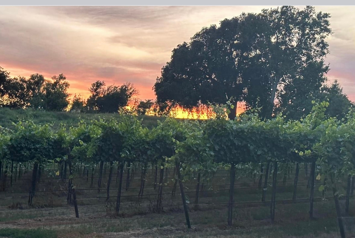 Sacramento Delta Vineyard View