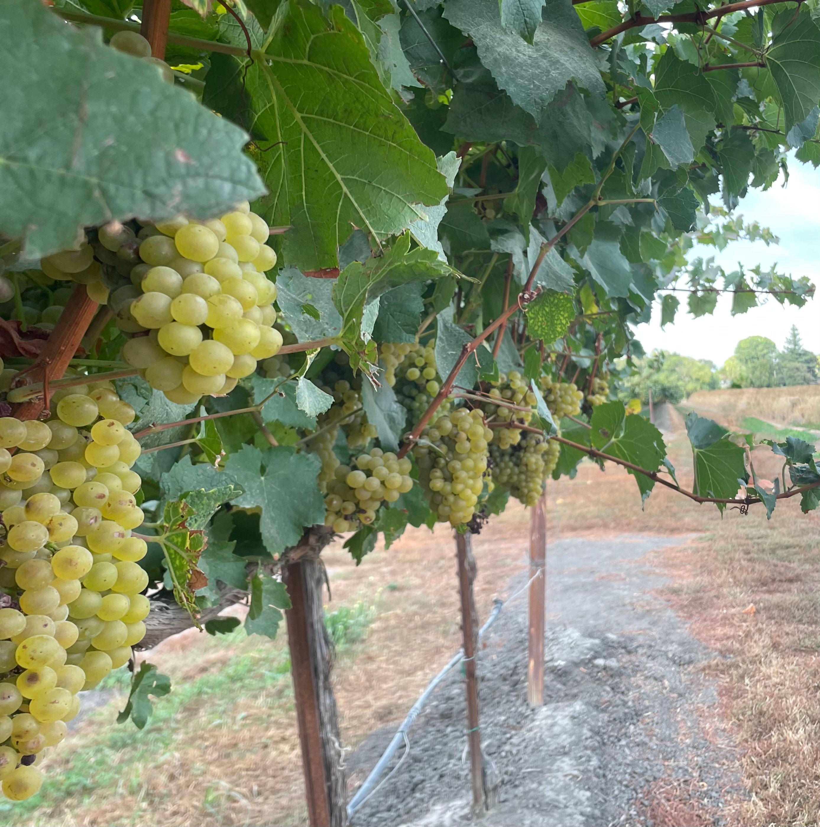 Sacramento Delta Vineyard View