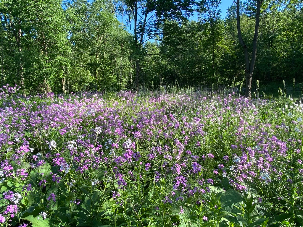 Wool in the Wood - Peaceful Retreat