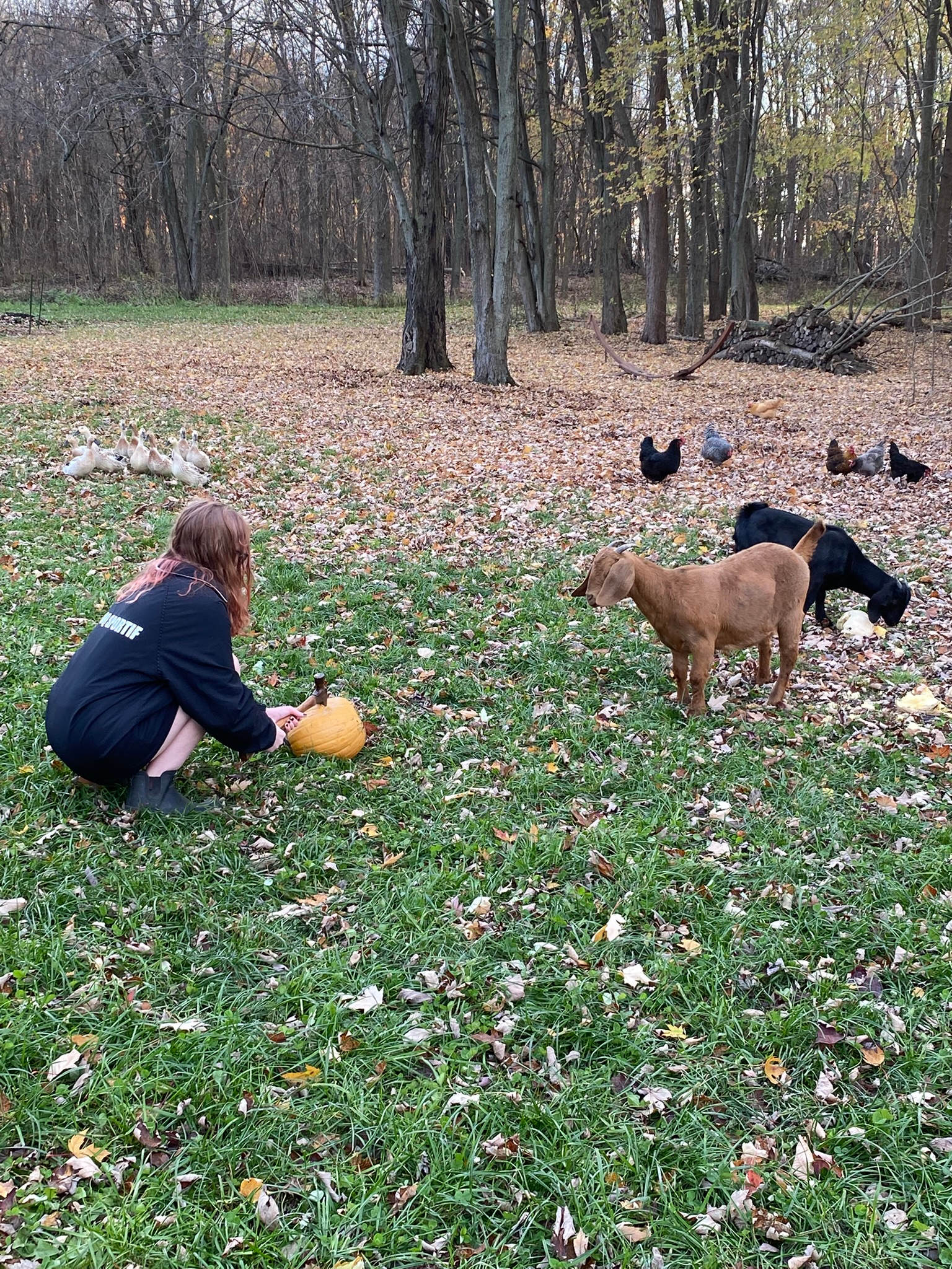 Wool in the Wood - Peaceful Retreat