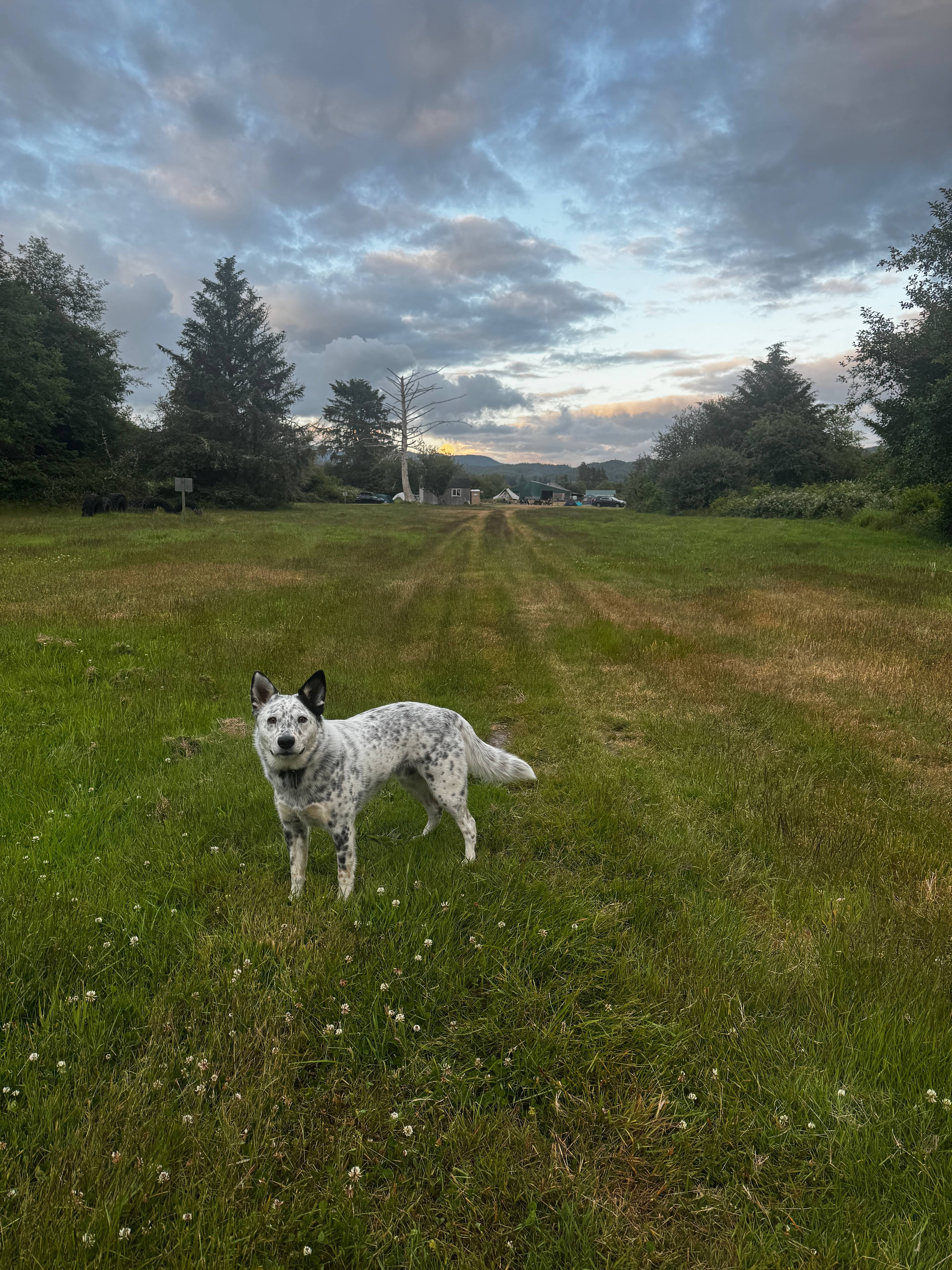 Bowie enjoying exploring the ranch 