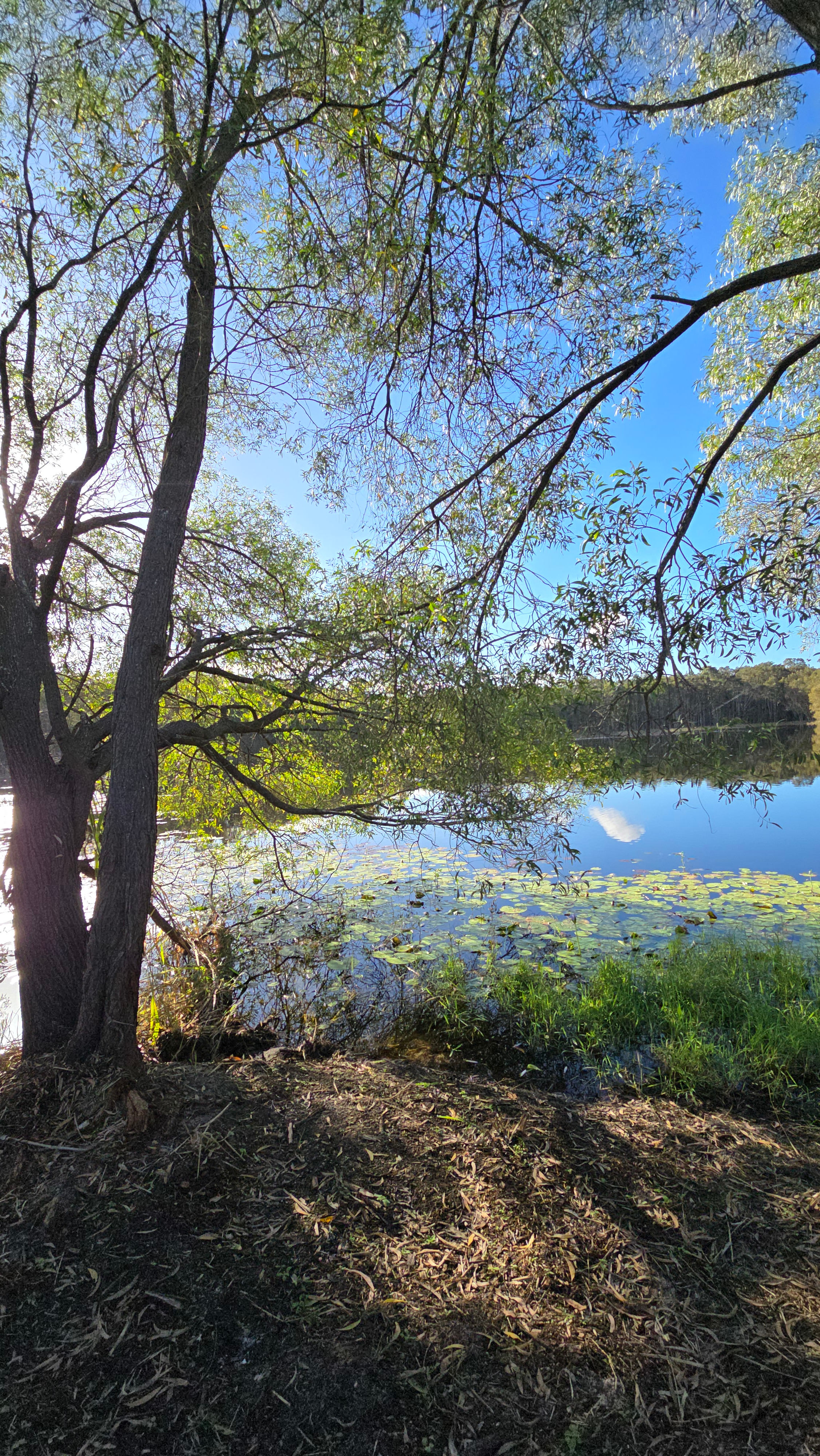 The Magic Pond