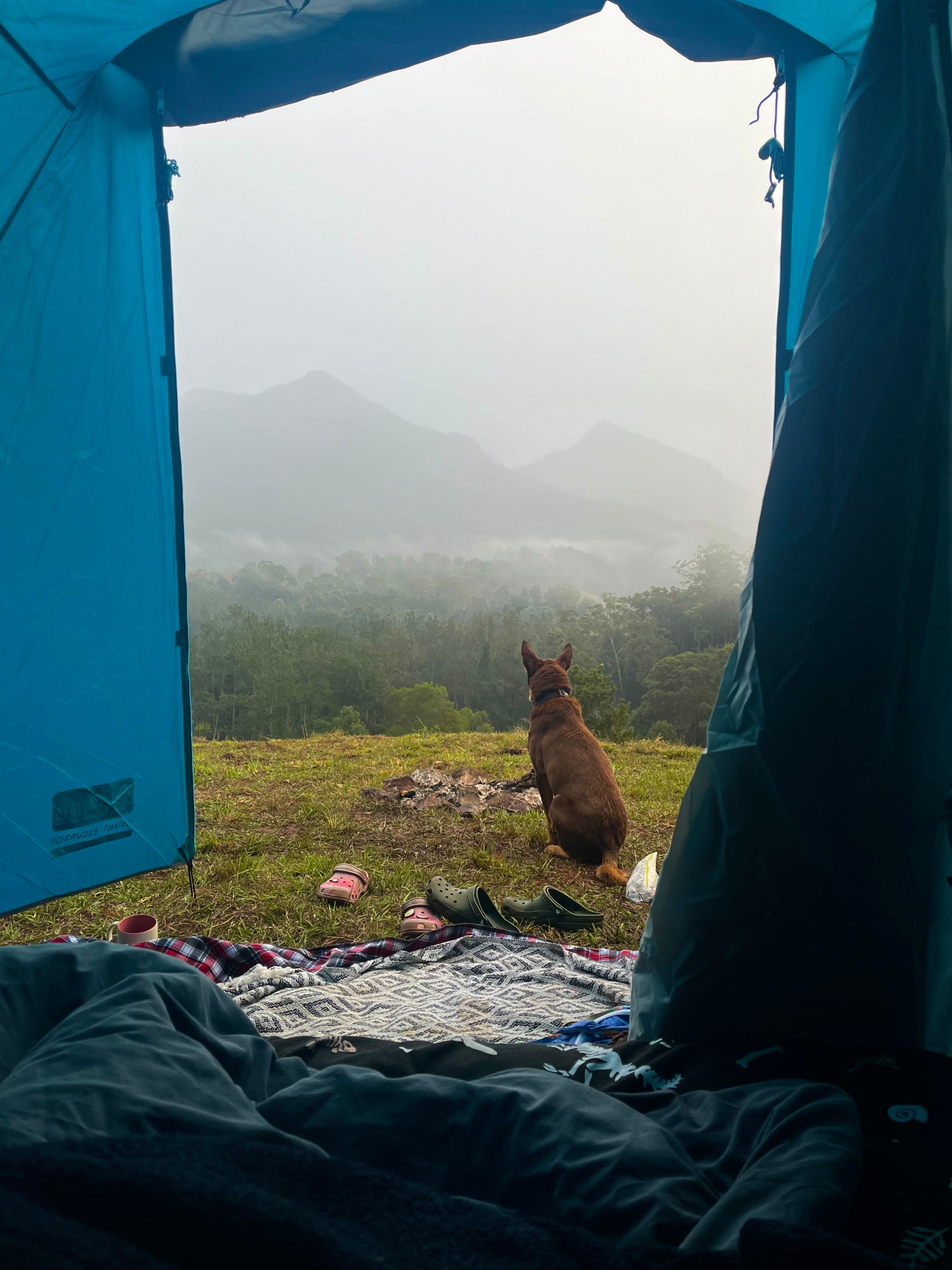 This was Wal, no clue if he’s yours or not but he was a great guard dog haha