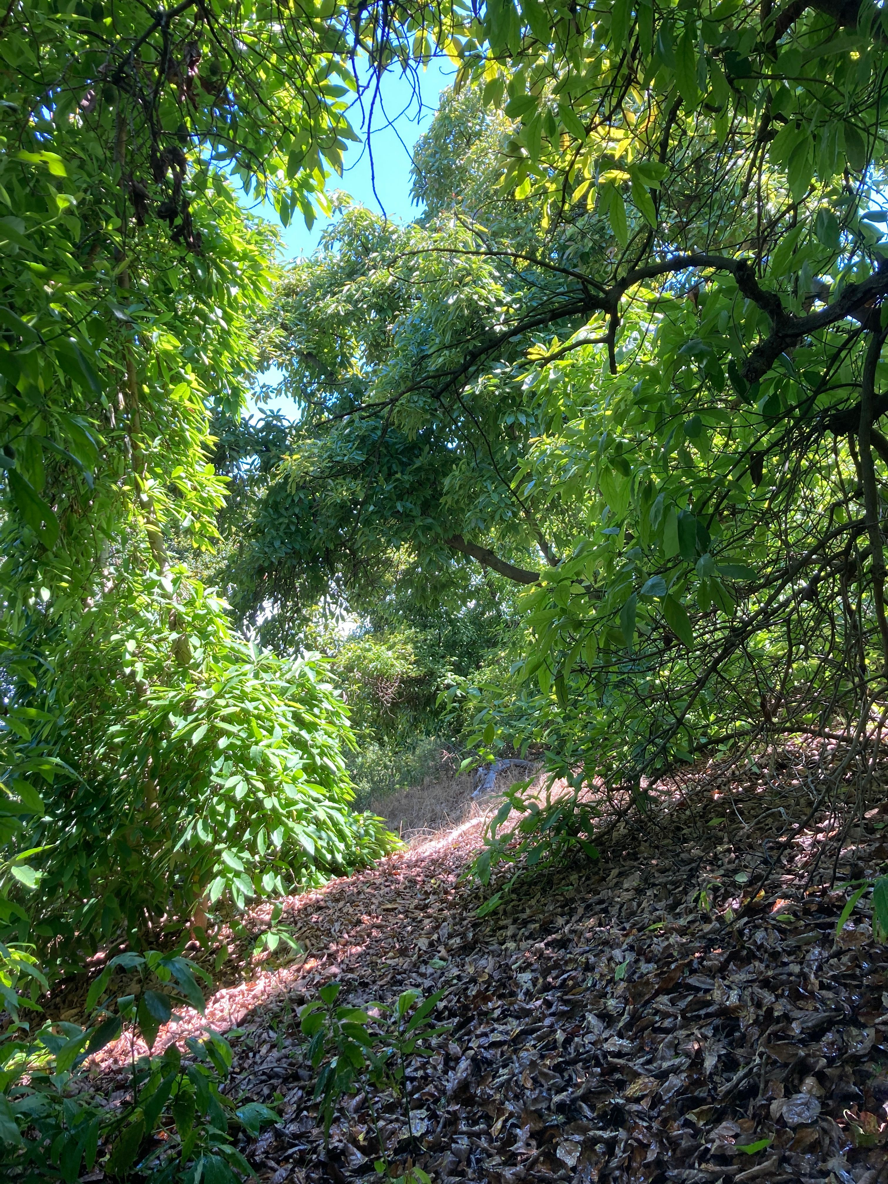 Avocado Farm Retreat