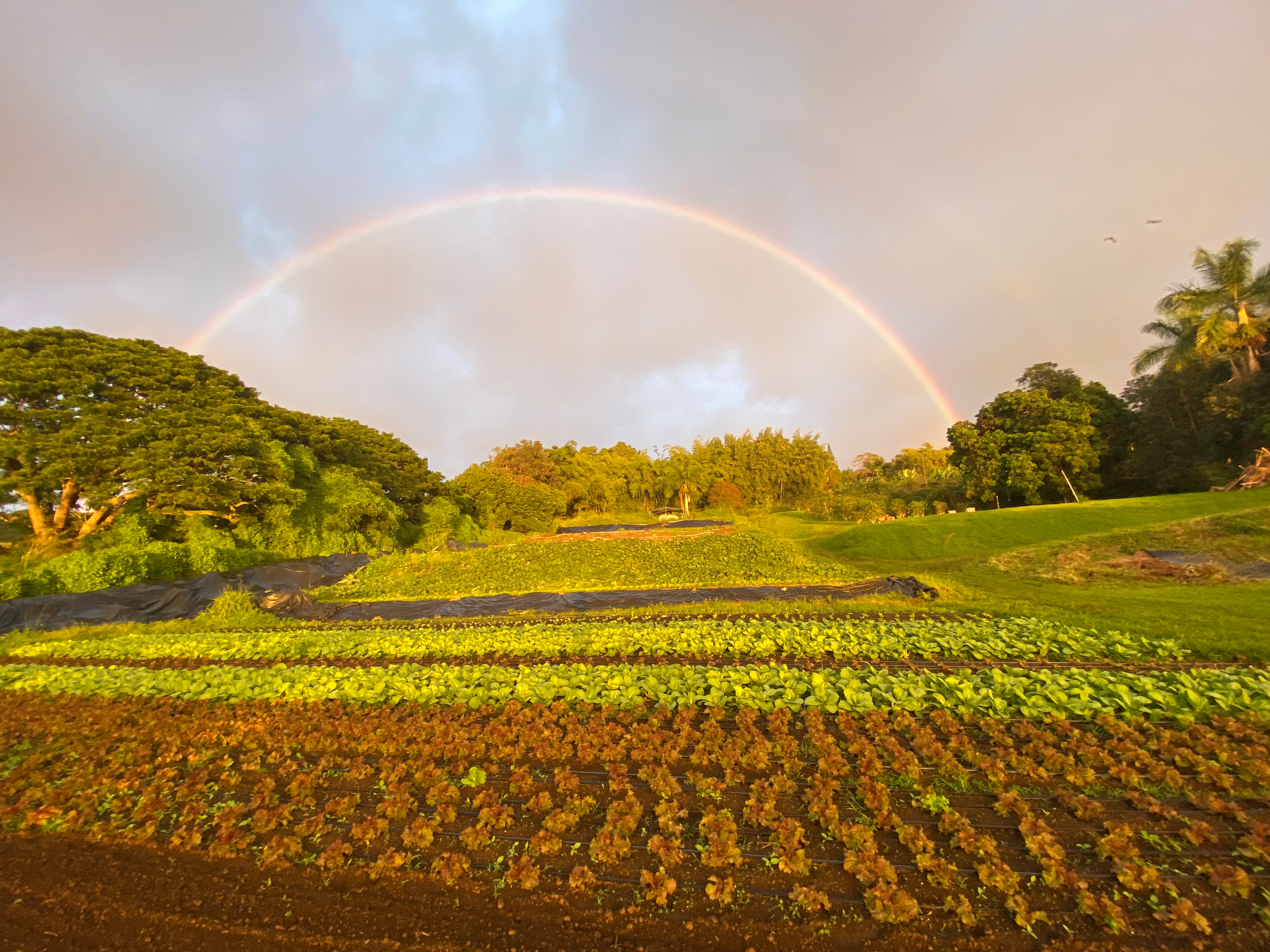 Magical yurt, stunning spa bathroom
