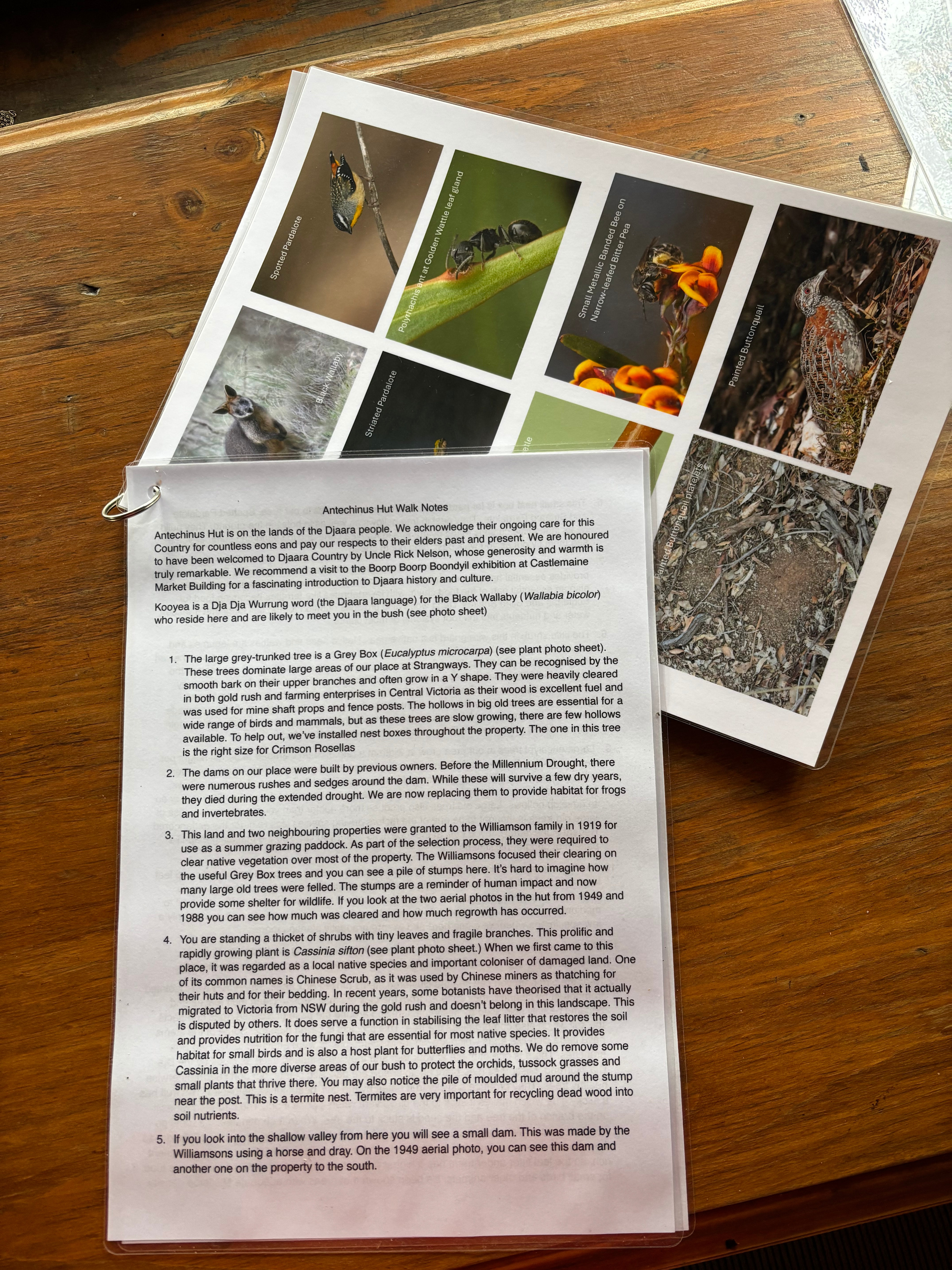 Hut Amongst The Gum Trees