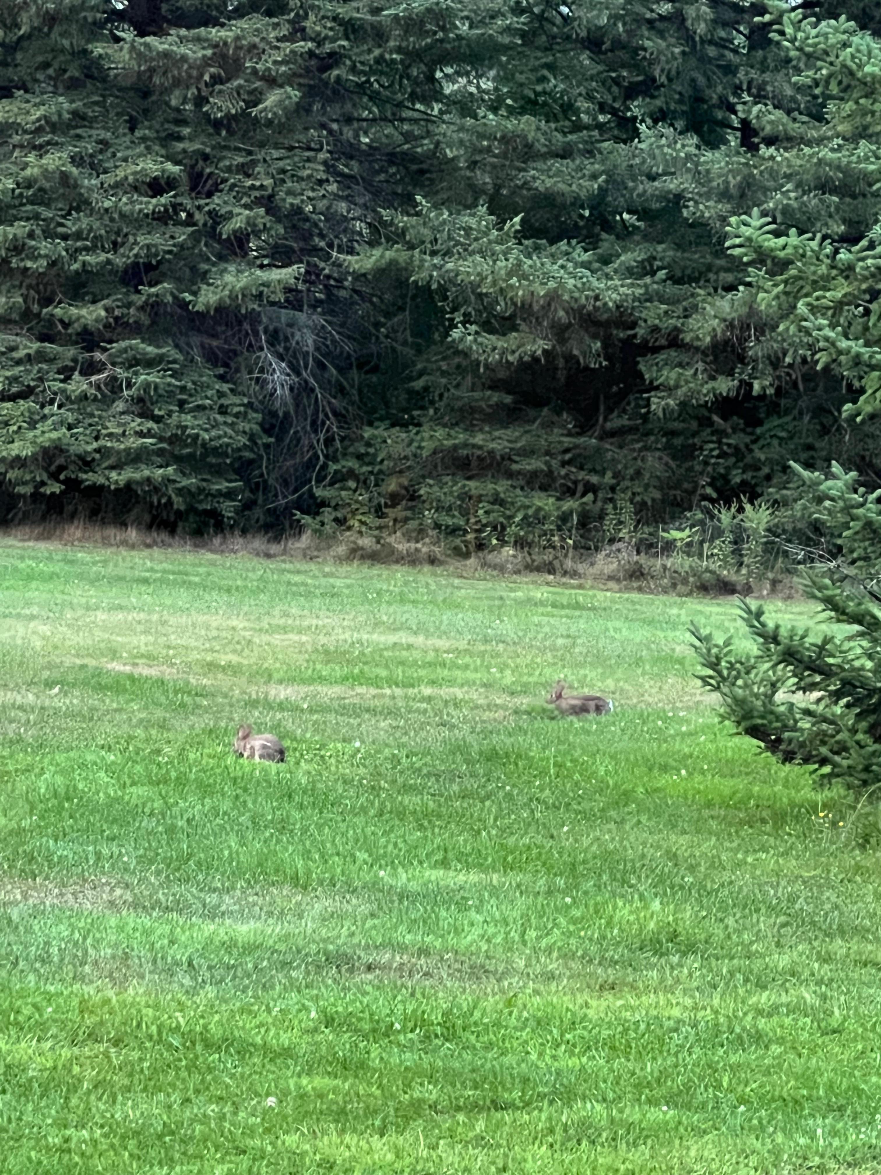 Capsule De Bonheur/ Piece of Heaven