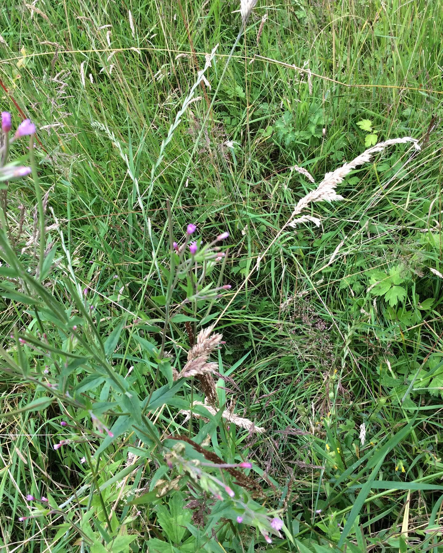 The Lost Meadow