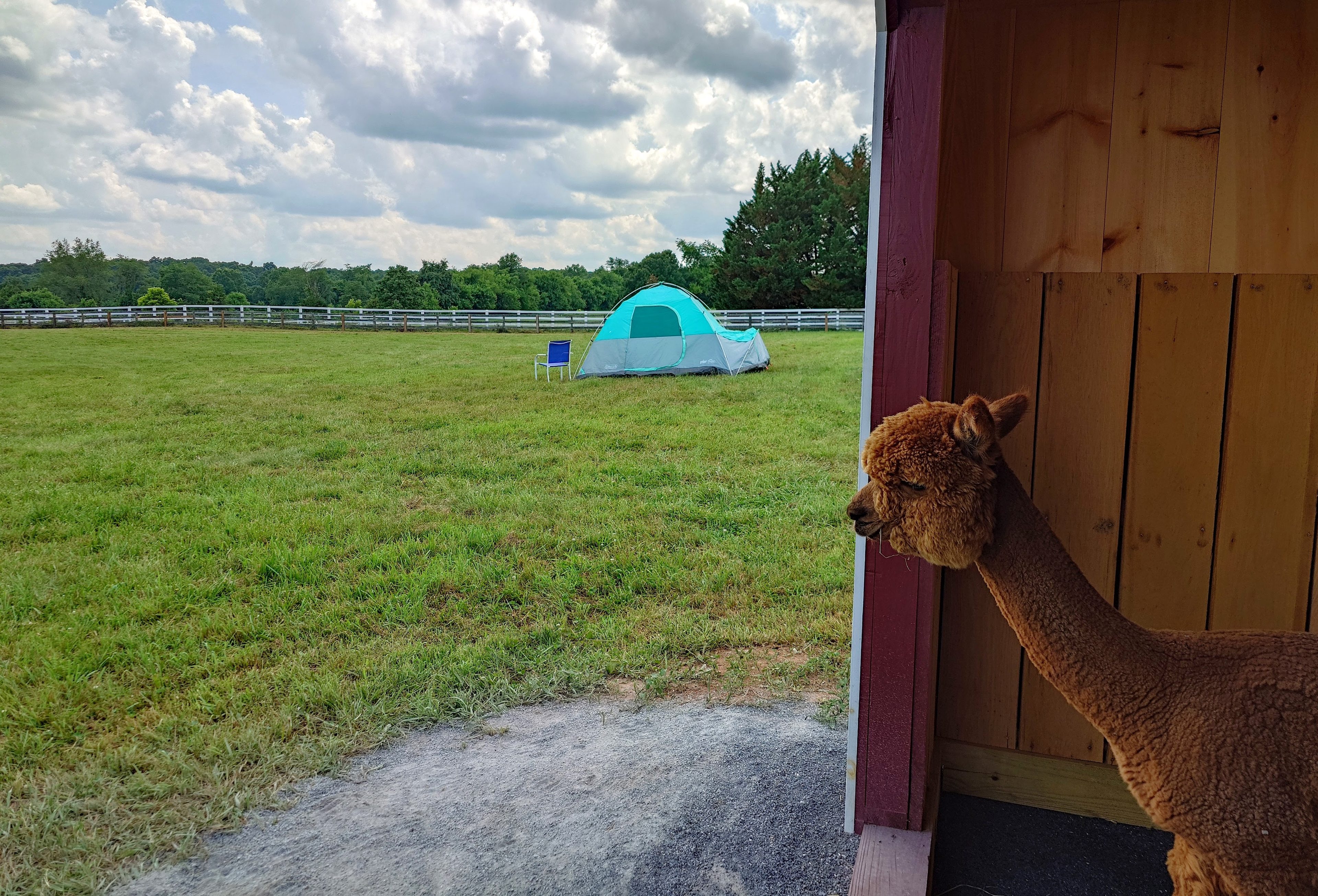 Alpaca acres dry lot camping