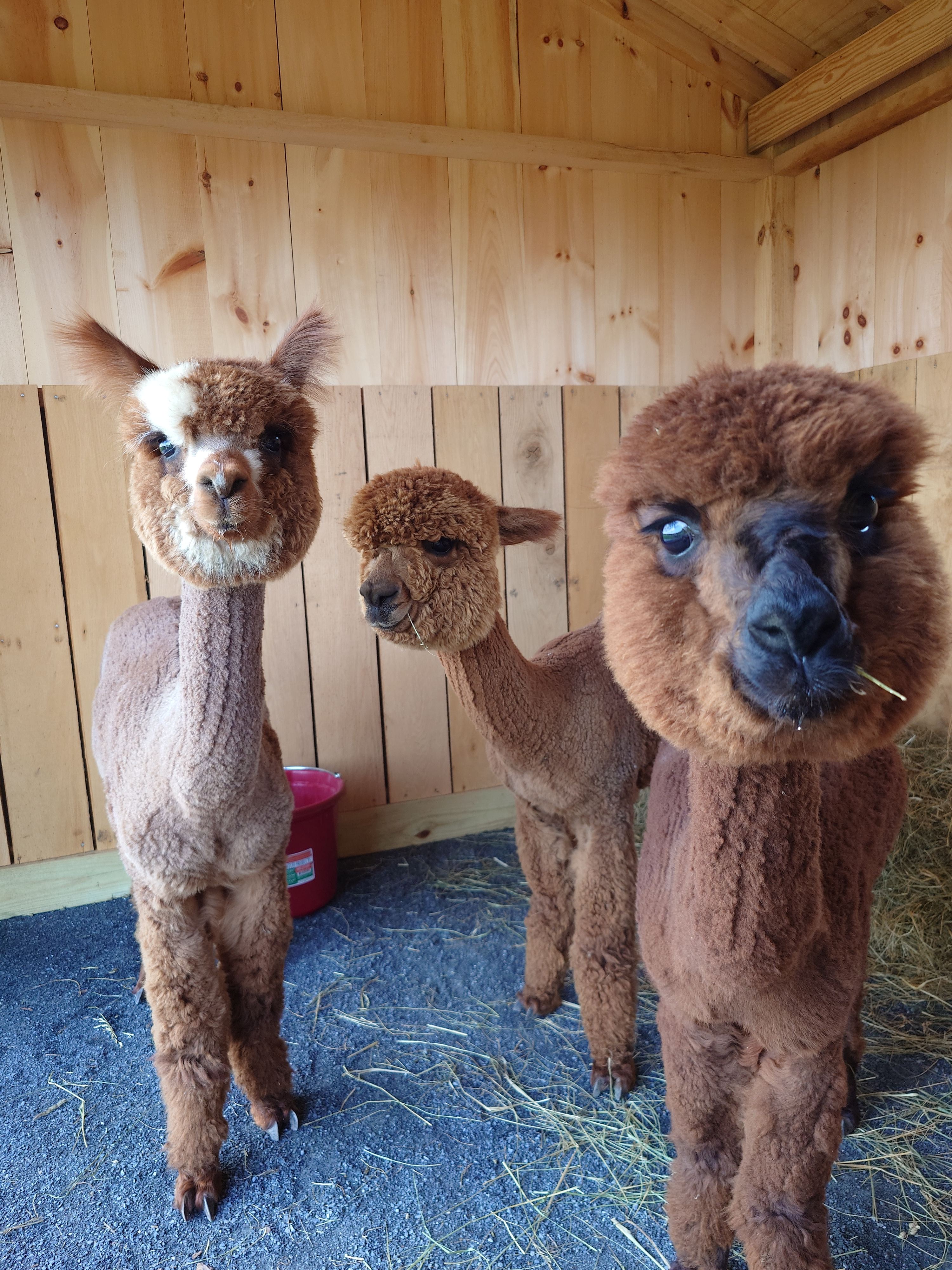 Alpaca acres dry lot camping