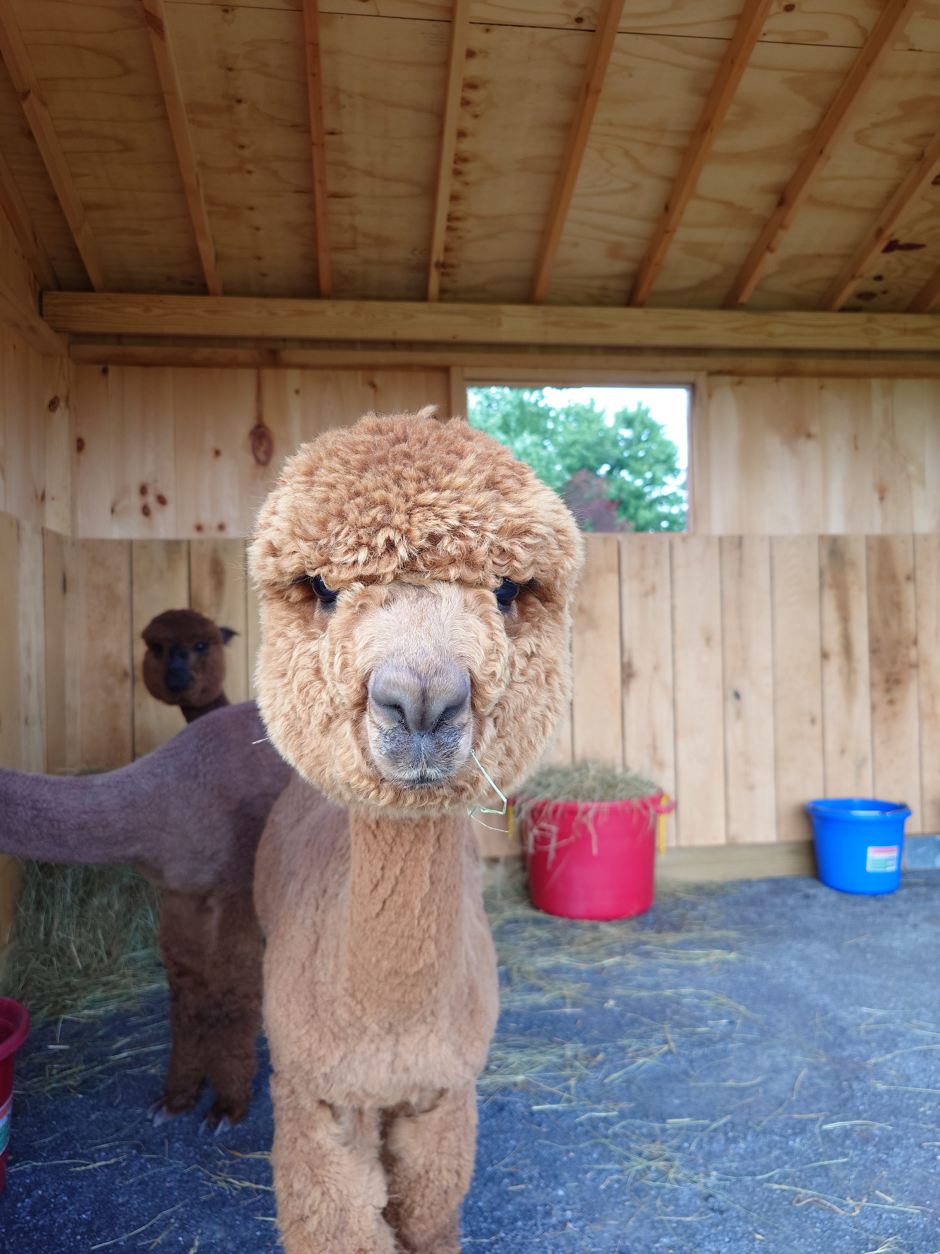 Alpaca acres