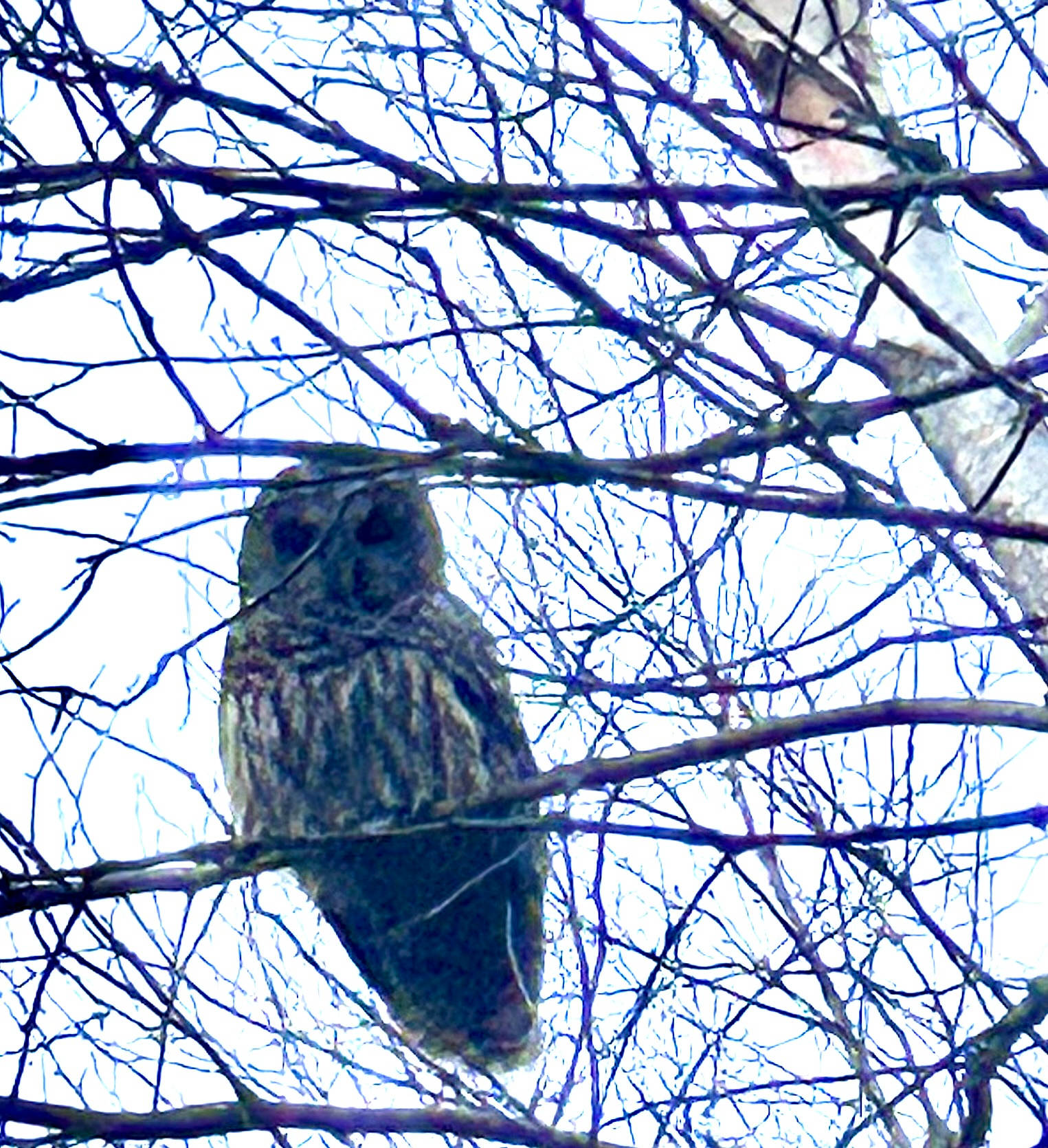 One of our local inhabitants… a/he’s a real hoot 🦉 😉 … if you’re lucky you’ll be serenaded to sleep by him/her (them?) ;)