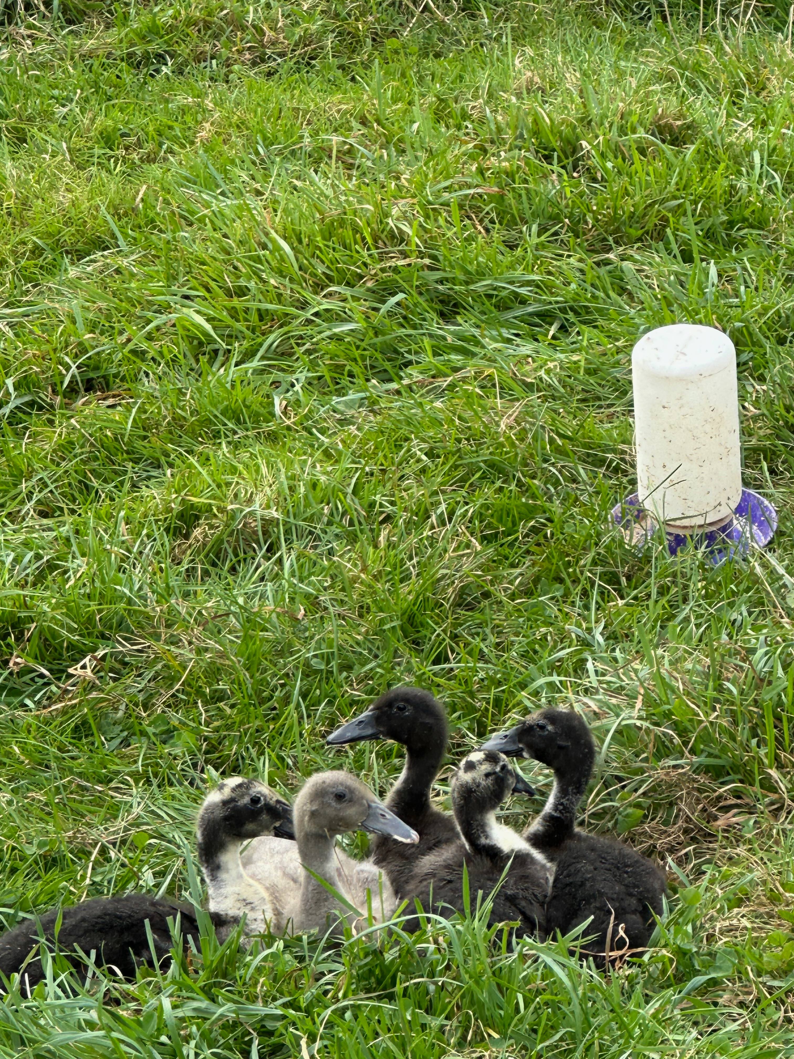 With Runner Ducks and Muscovy Ducks, we always seem to have several generations - their job is insect and slug control!