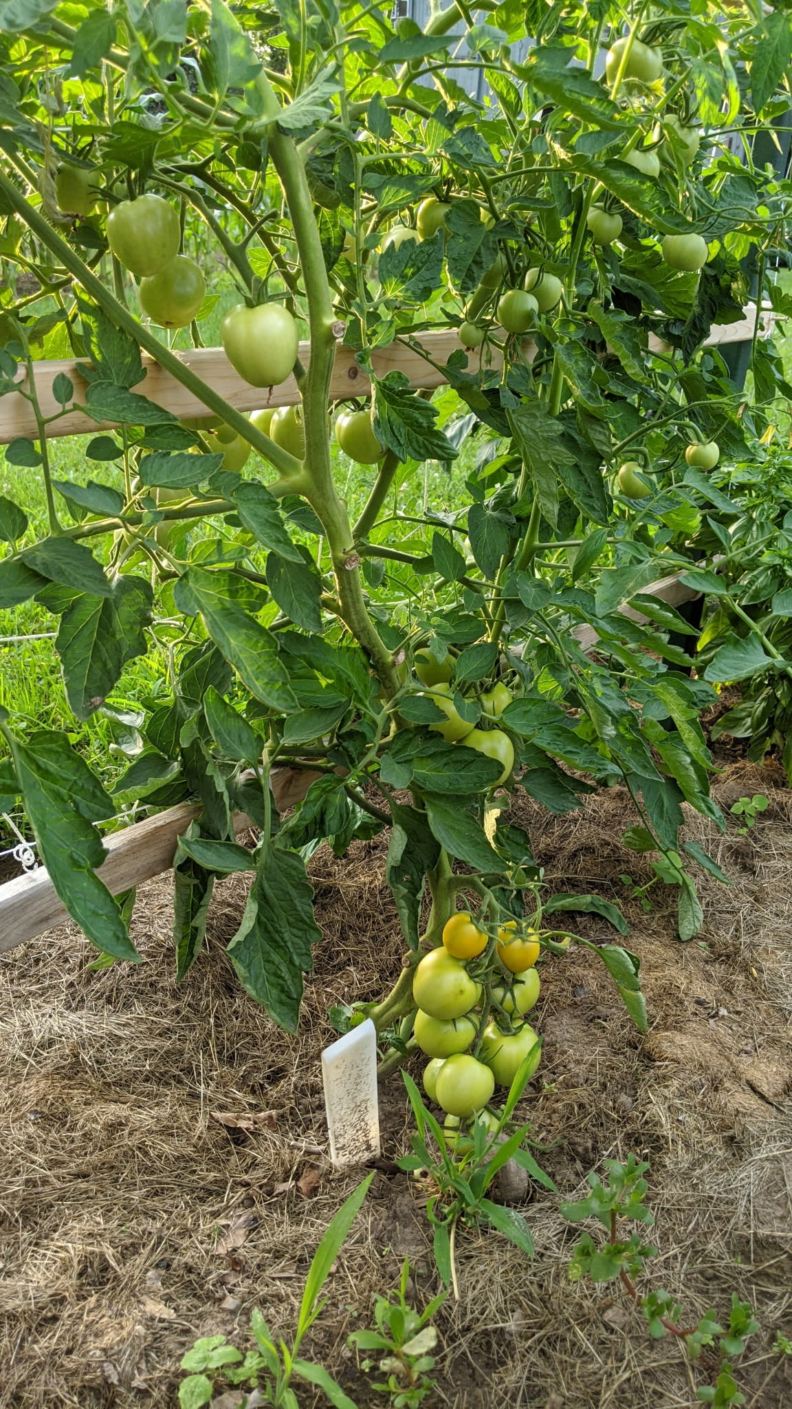 Tomatoes. If you're stay is in October, you'll get to enjoy them fresh off the vine!
