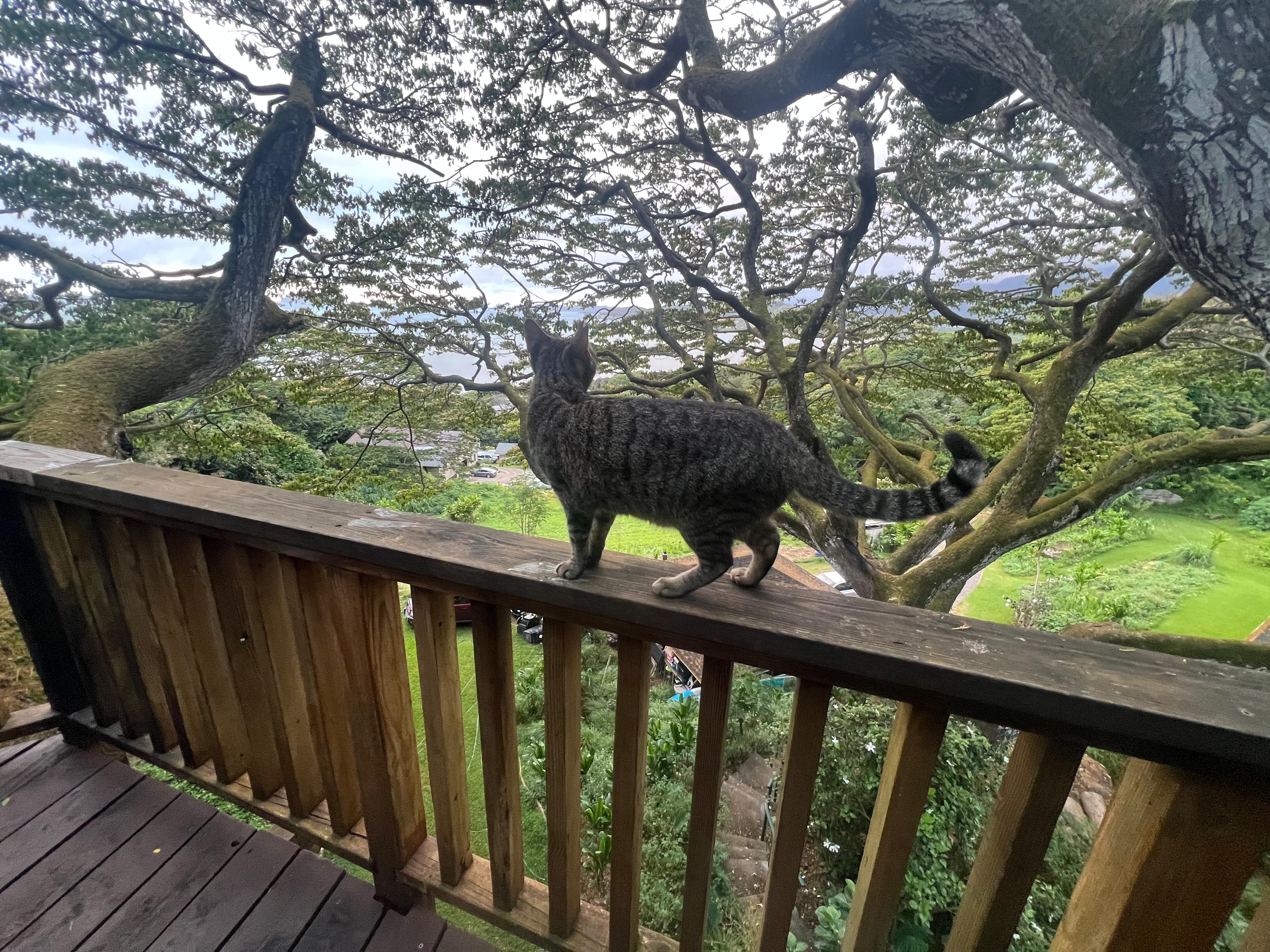 Gorgeous Views-Farm-Jungle-Ocean