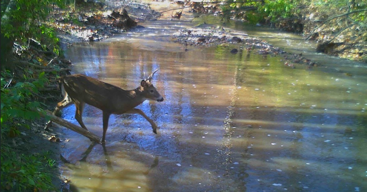 Buck crossing Linn Creek during rainy season