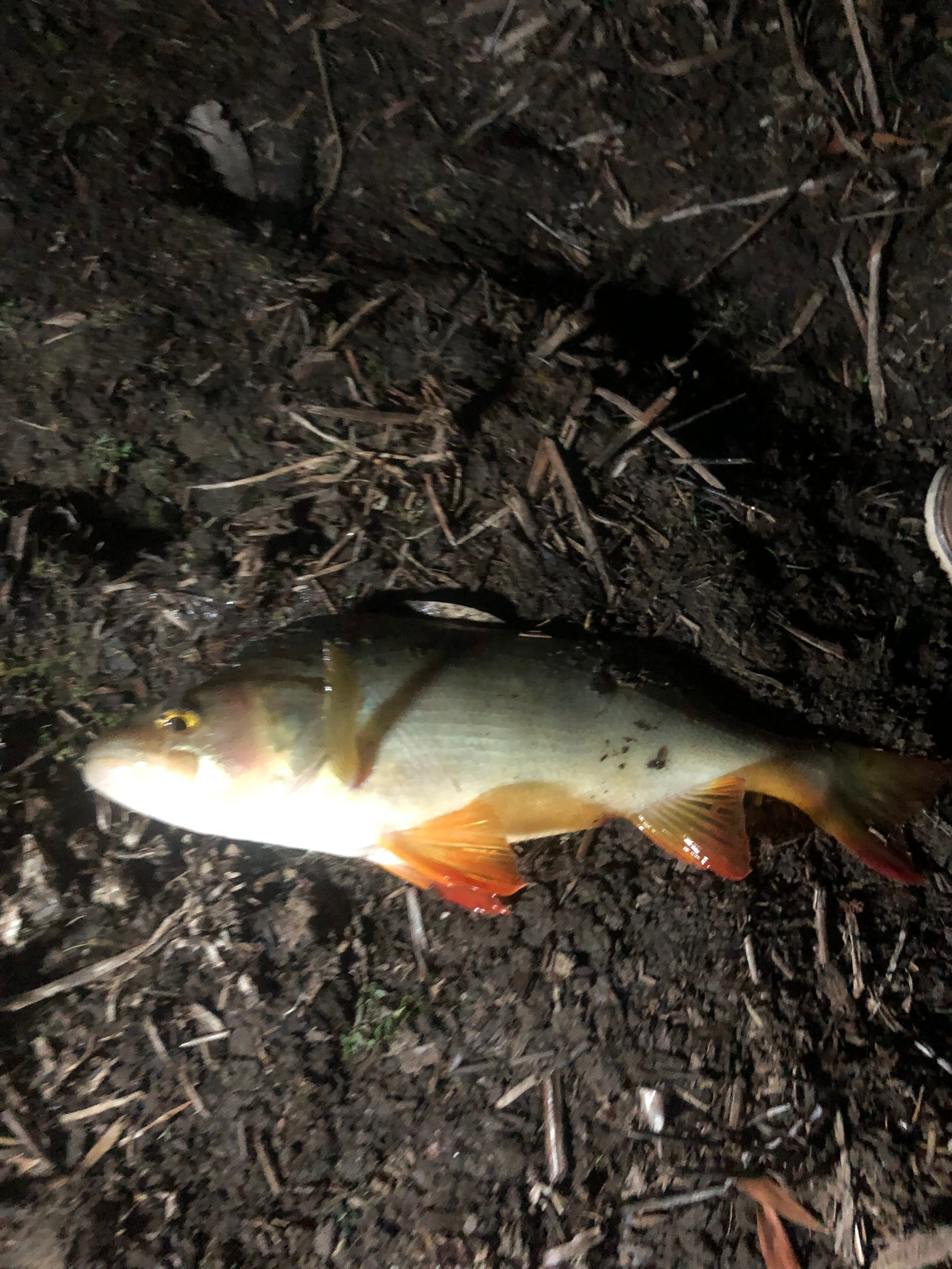 Lancefield Lake's A WETLANDS WONDER