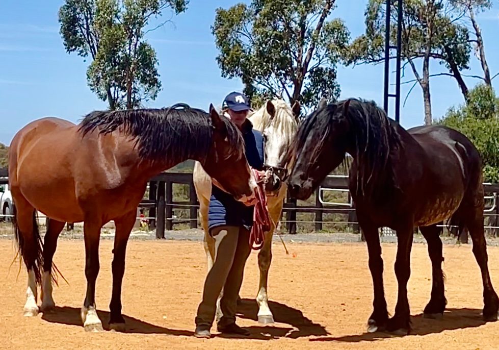 QD equestrian centre