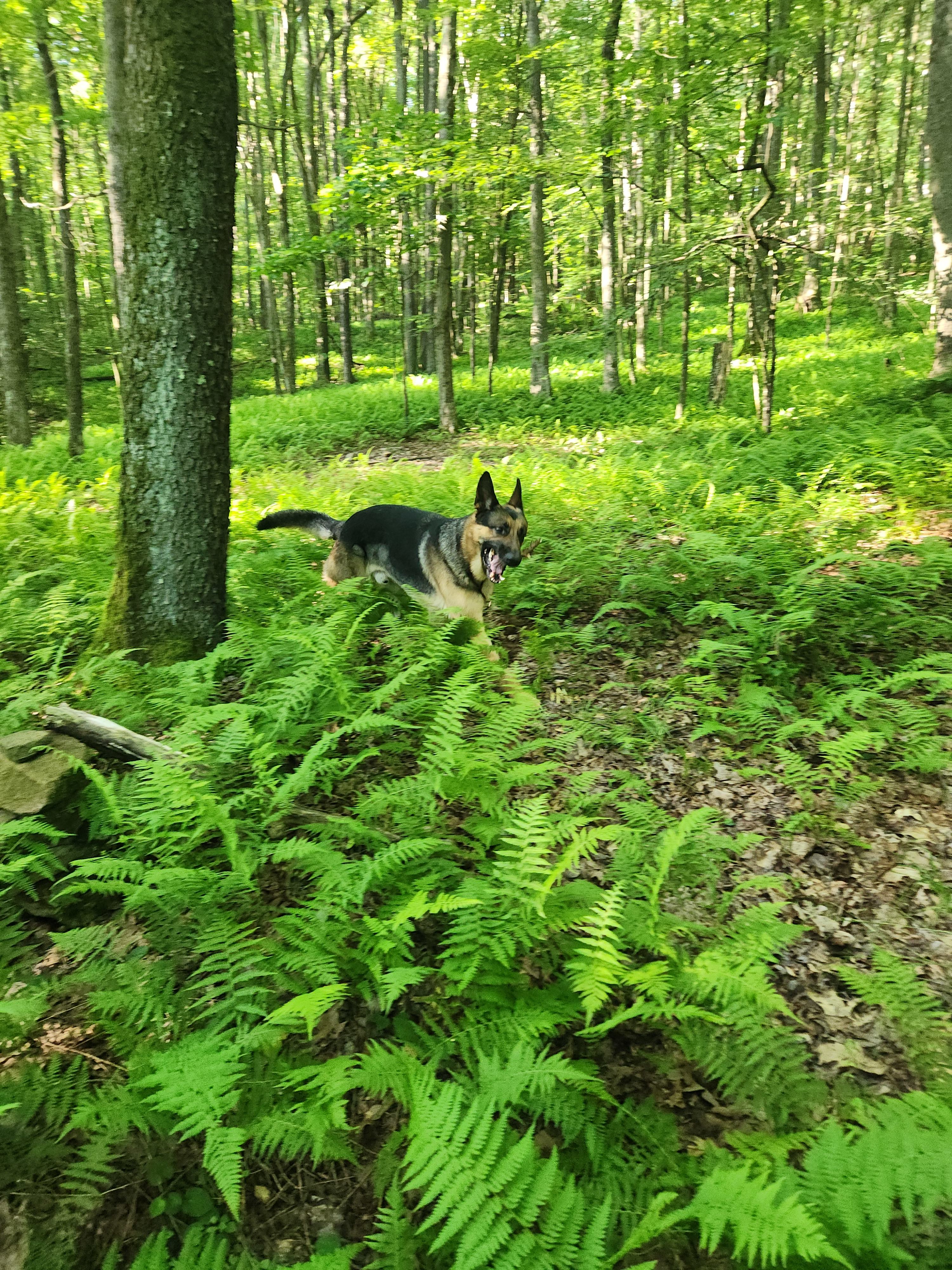 Ferns in the Forest