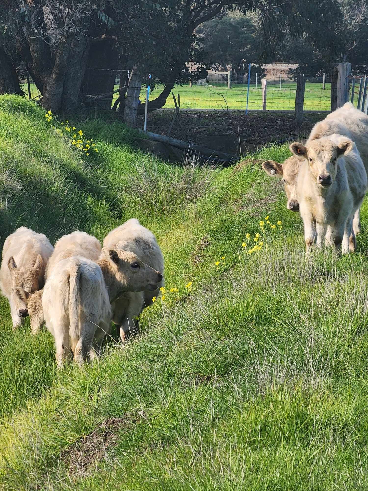 Logue Brook Camping Retreat & Farm