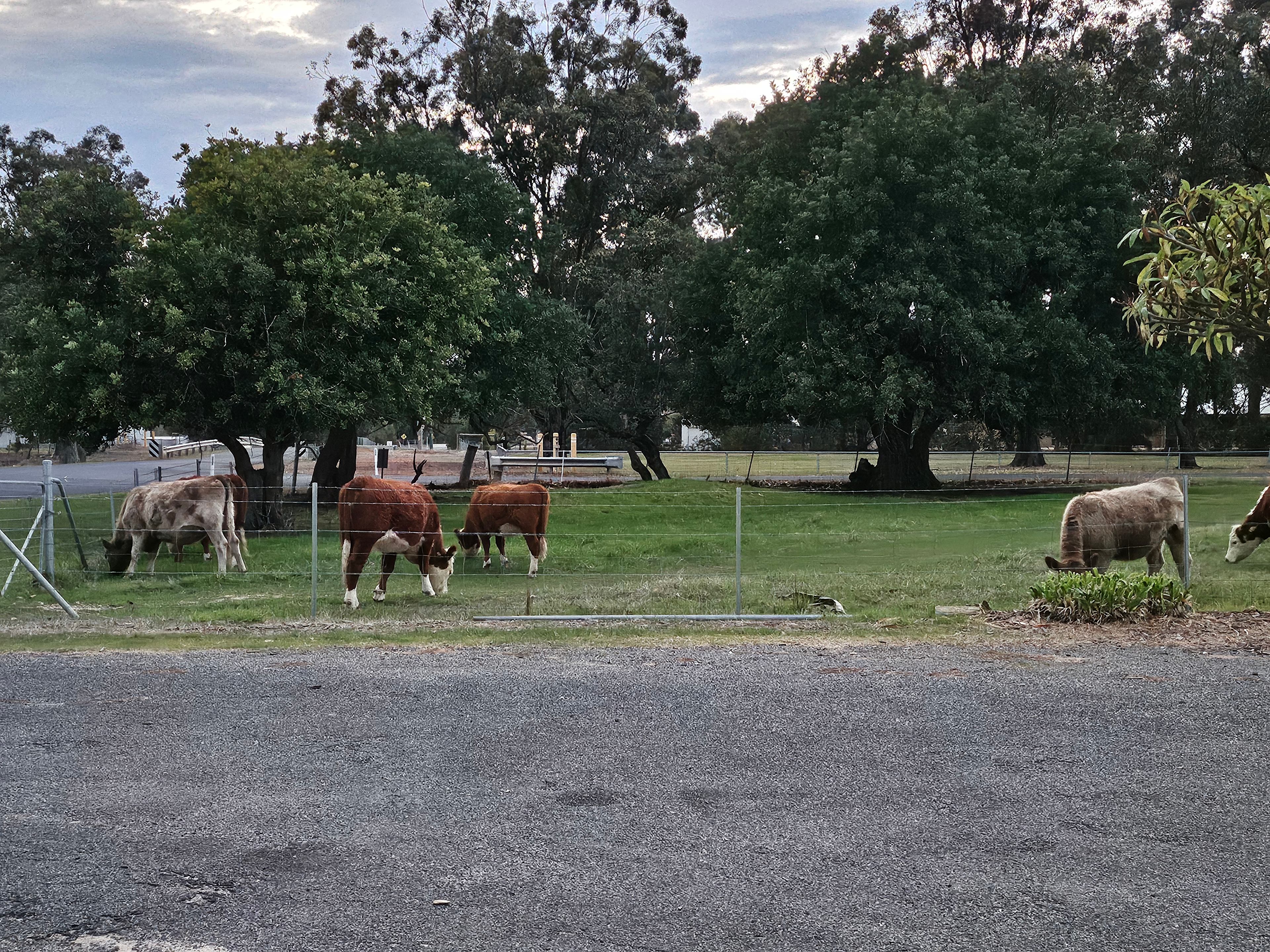 Logue Brook Camping Retreat & Farm