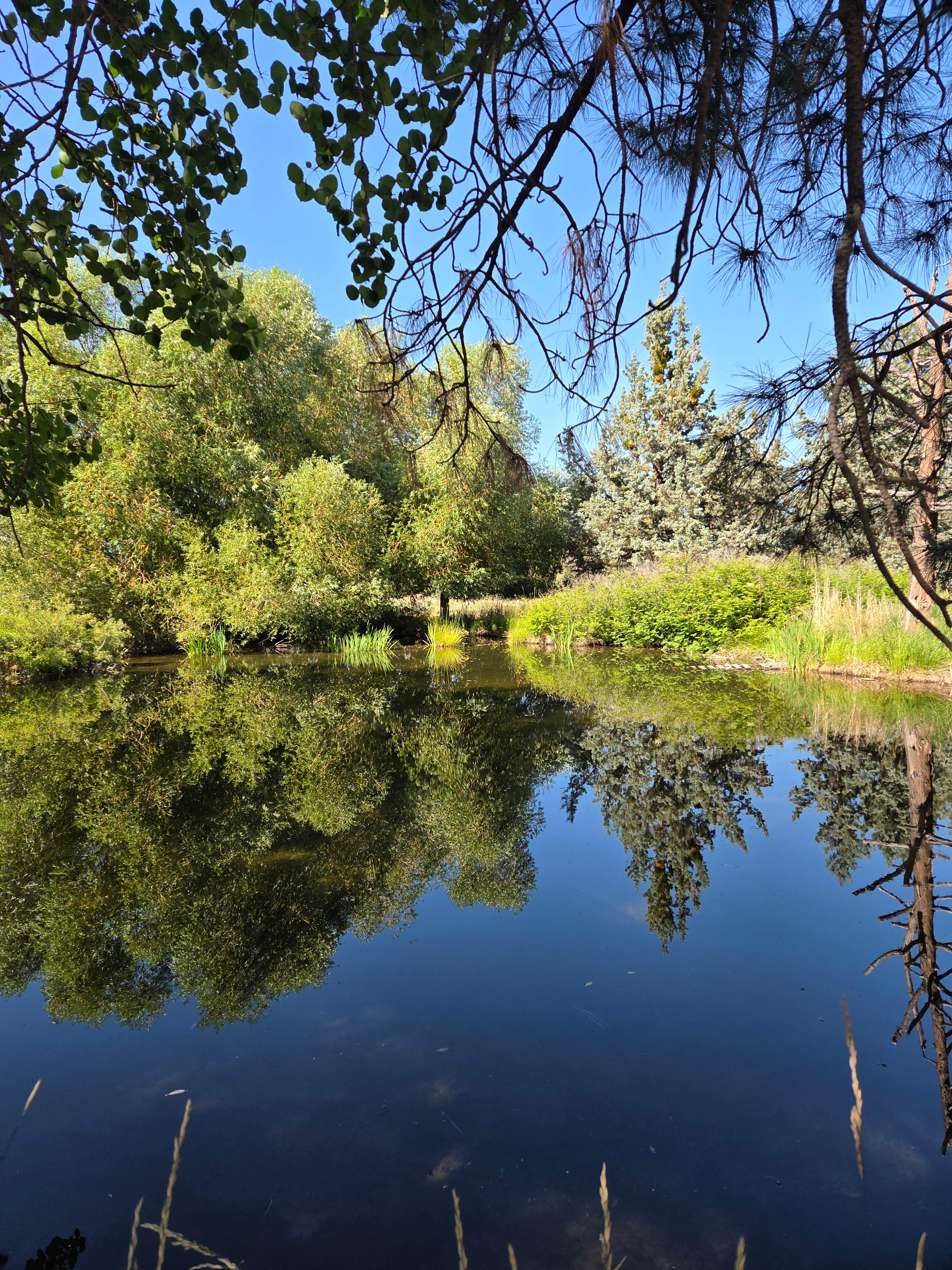 Seasonal pond beside the campsite. 