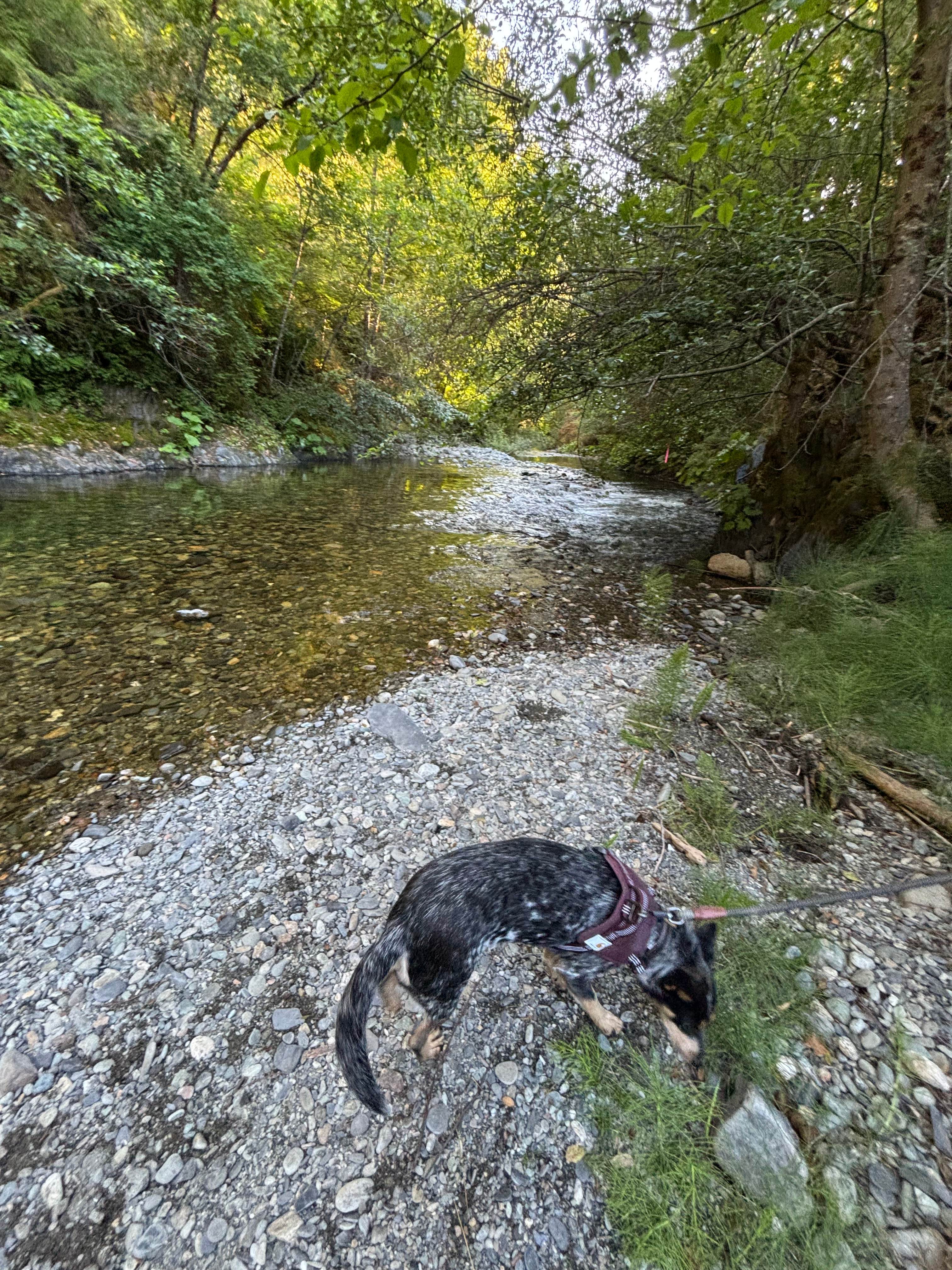 The creek that is less then a 2 minute walk!!