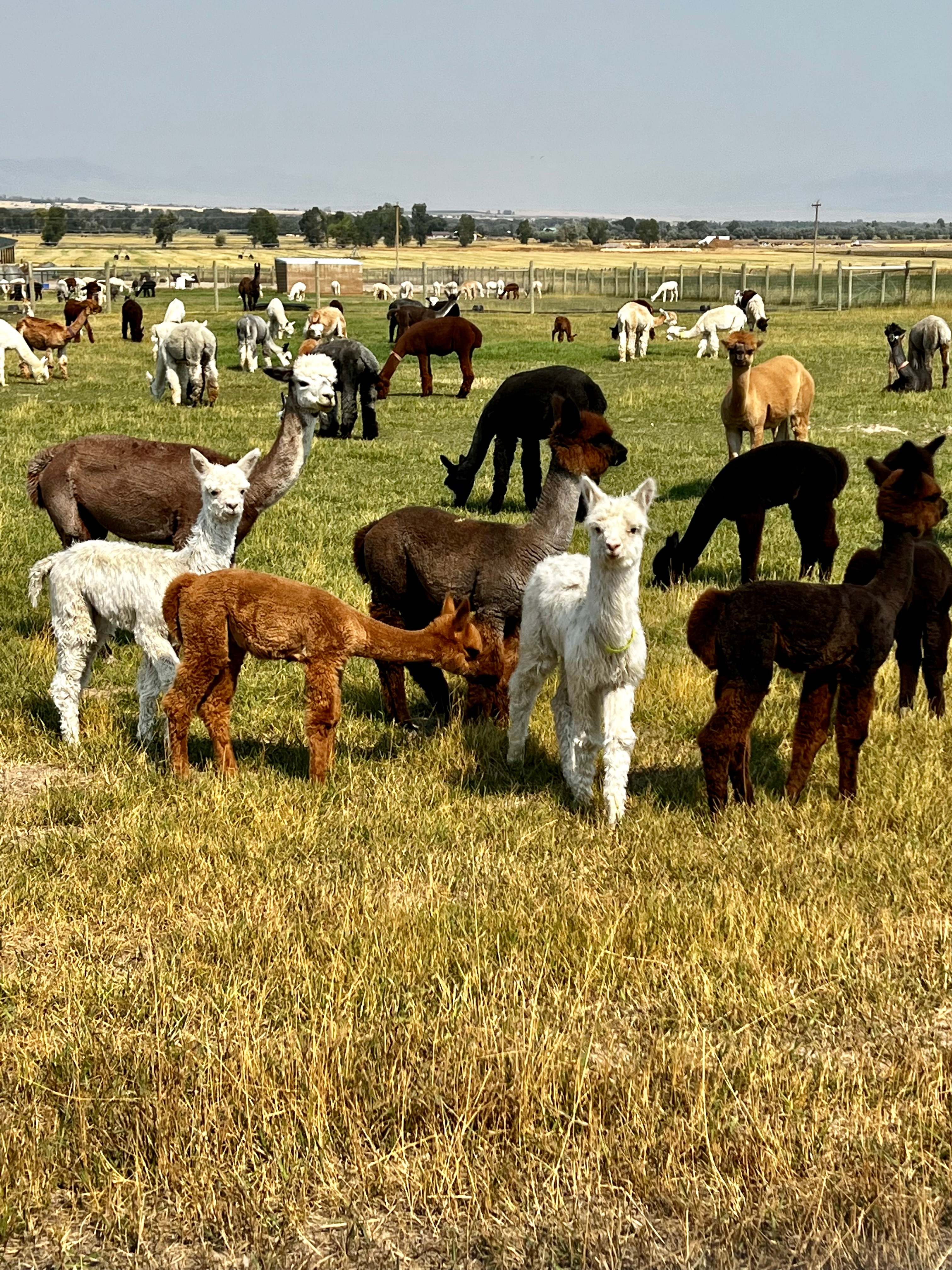 Heart & Soul Alpacas And Cabins
