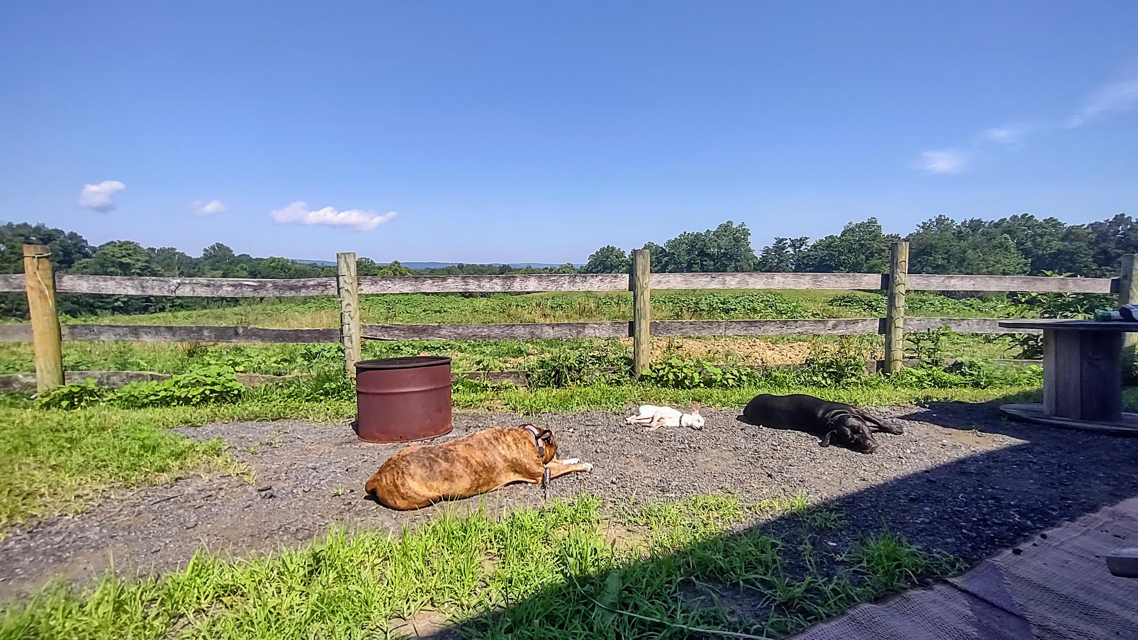 Our pets enjoyed relaxing in the sun.