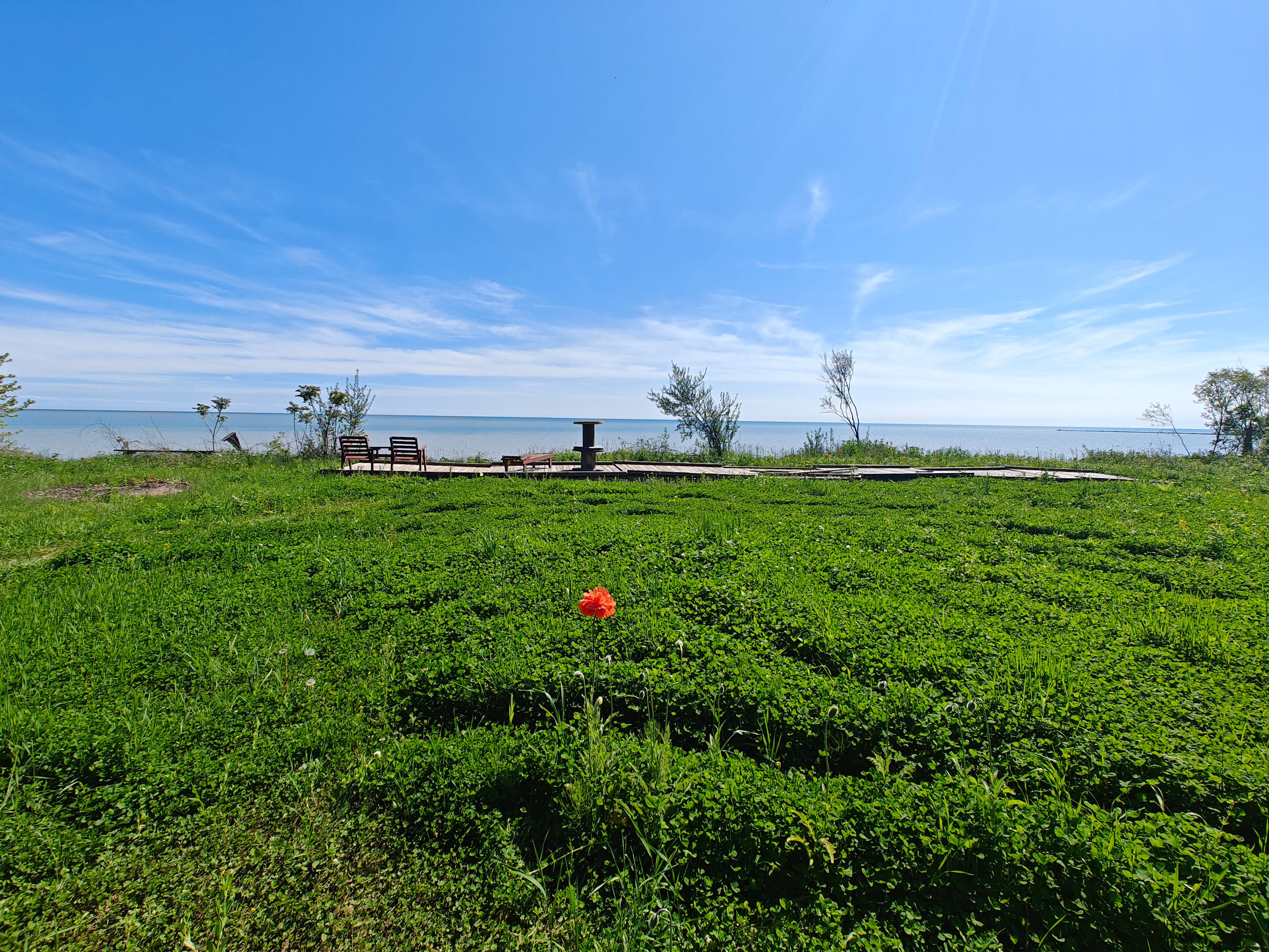 The field behind the Boardwalk is planed in pollinator friendly White Dutch Clover (with some wildflowers sprinkled in)