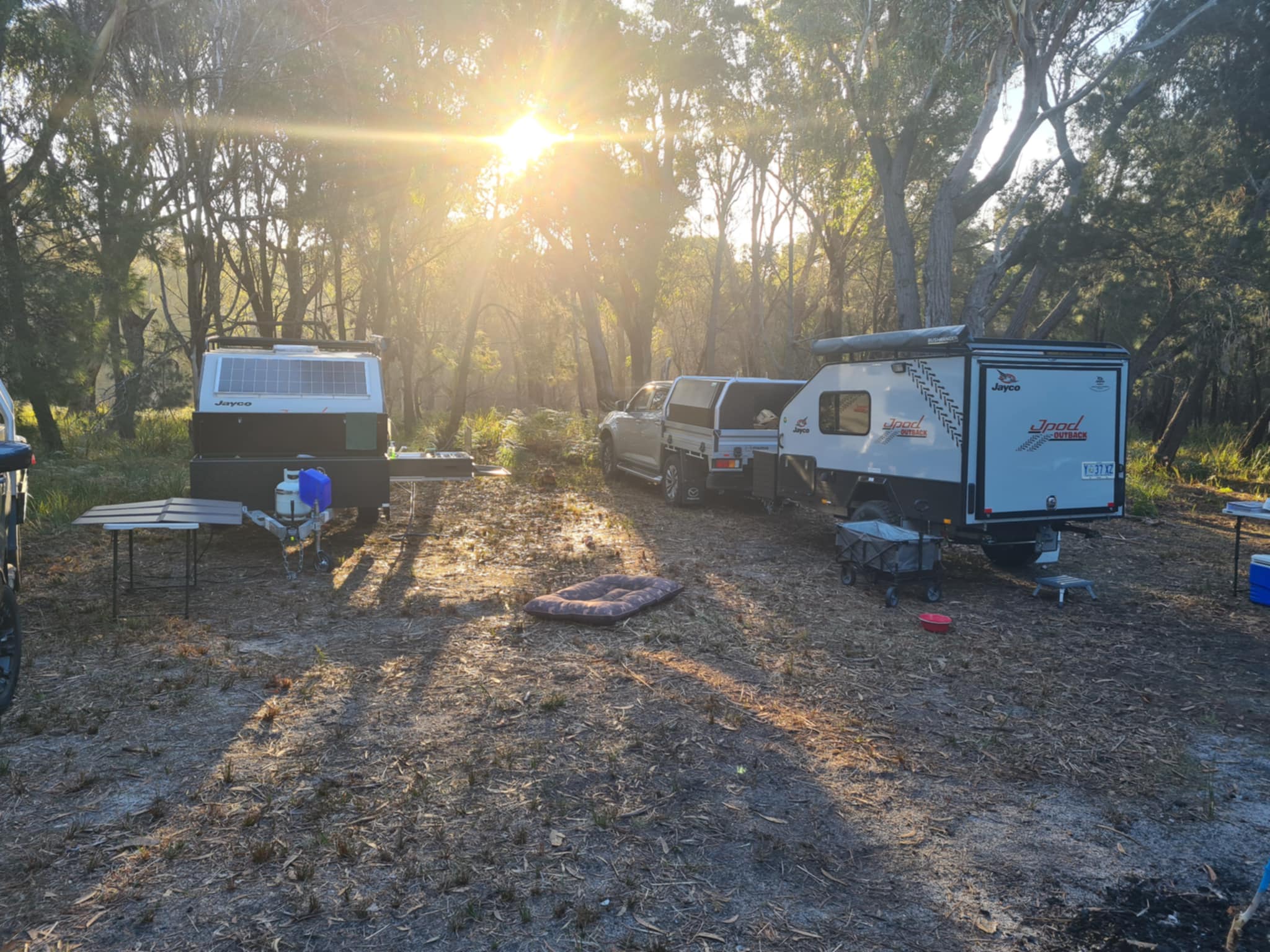 Sheoak Woodland By The Sea