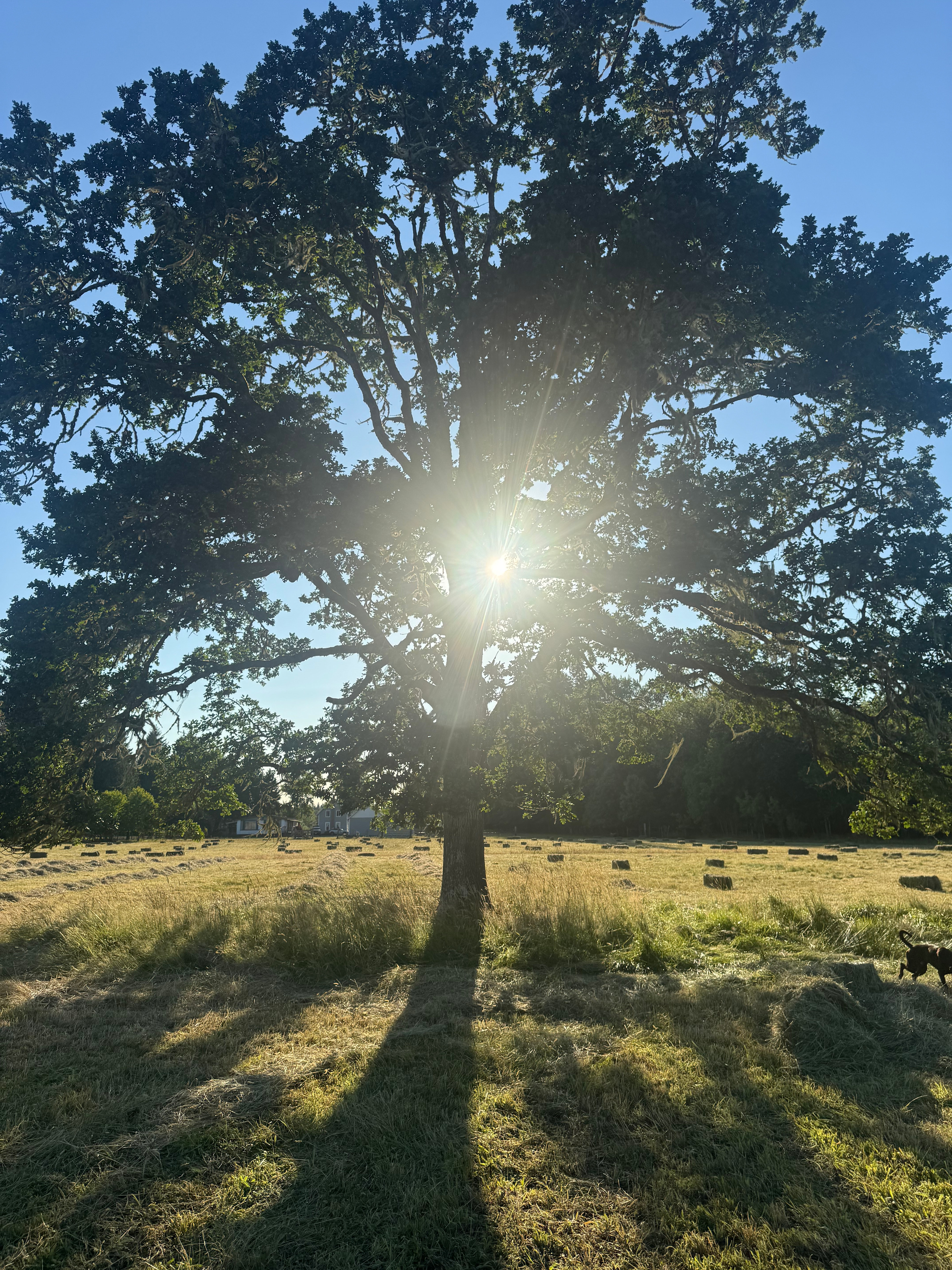 Under the Oak Tree