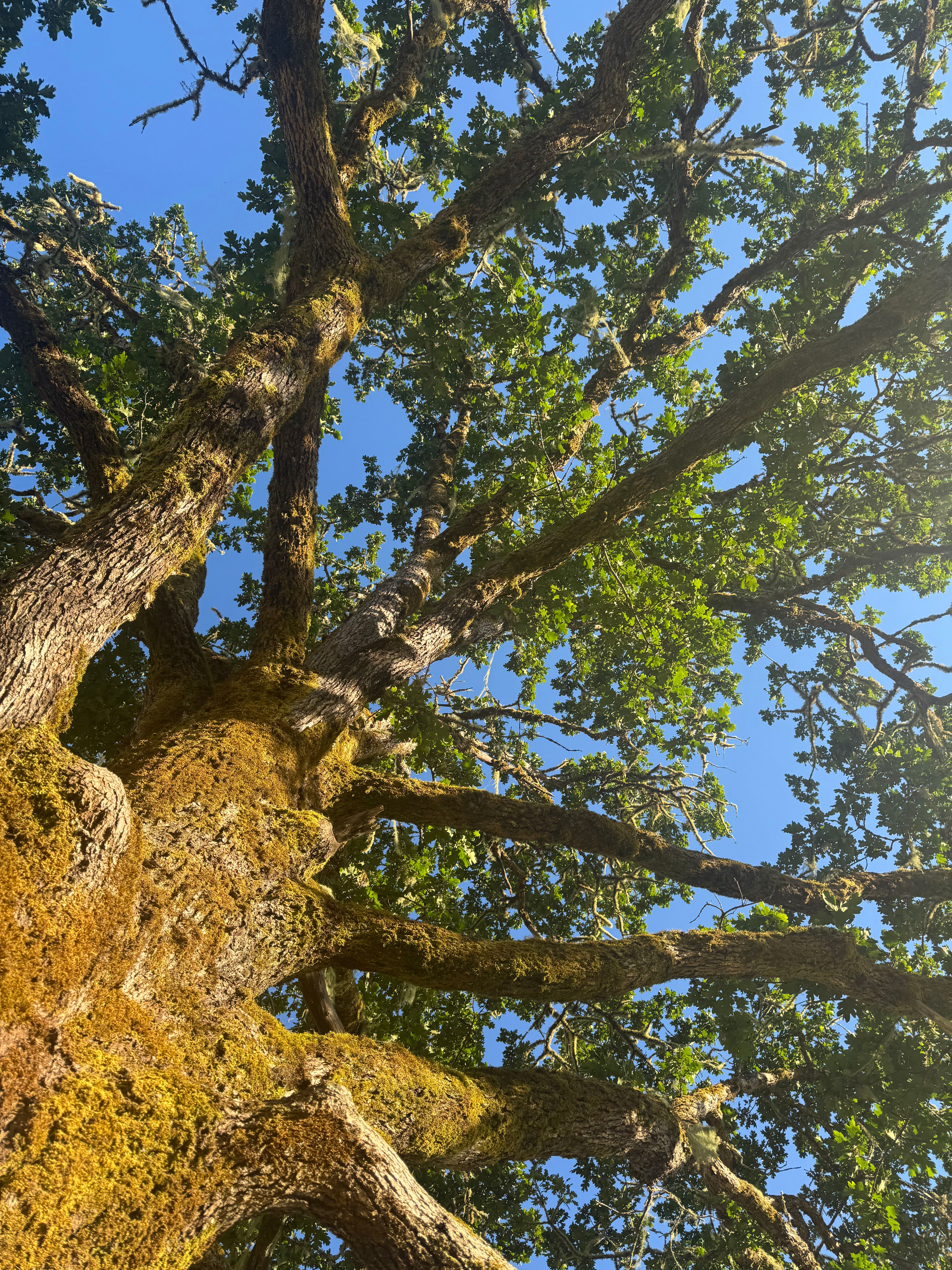Under the Oak Tree
