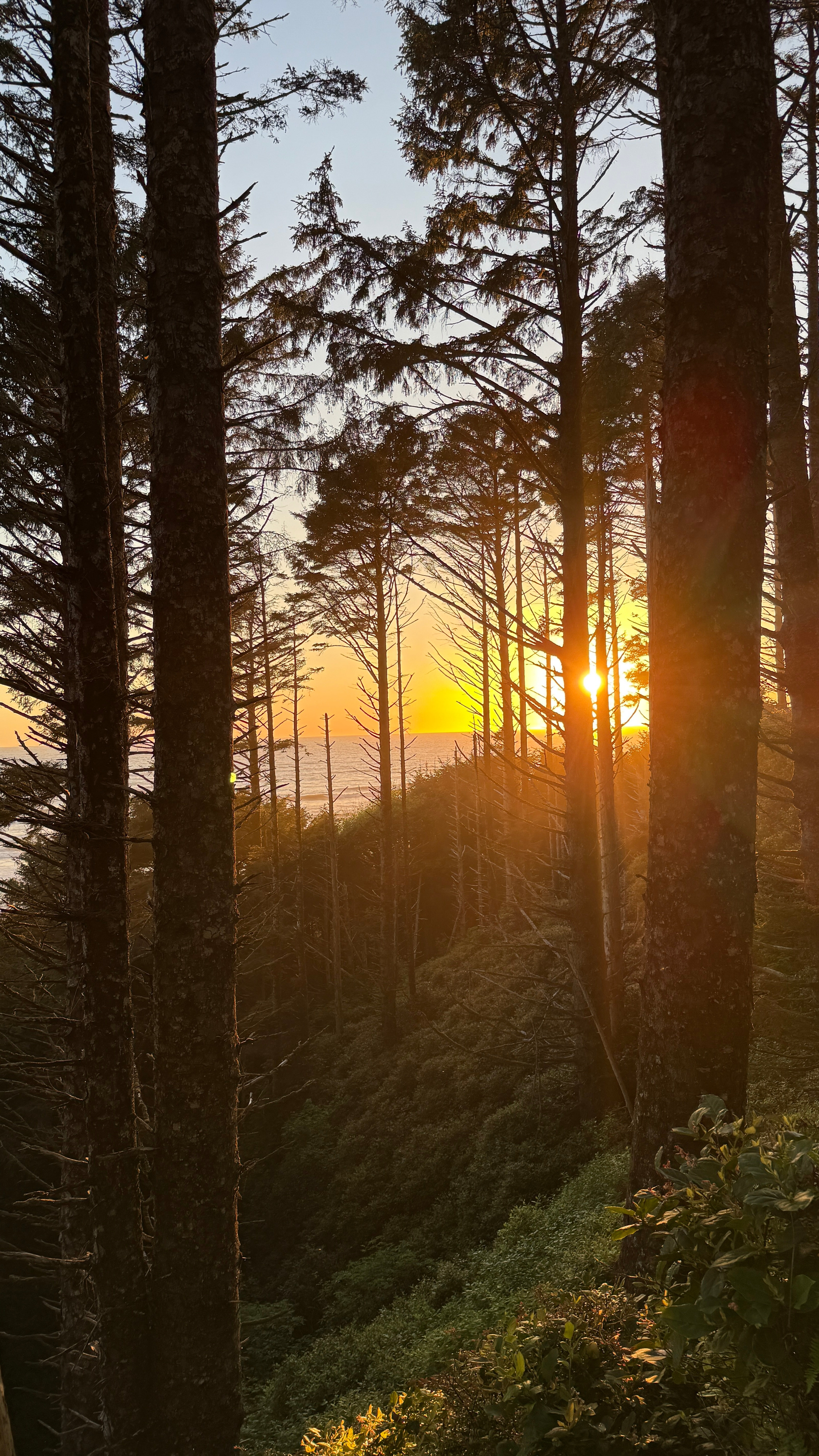 Aliya Preserve—WA Coast Eco-Retreat
