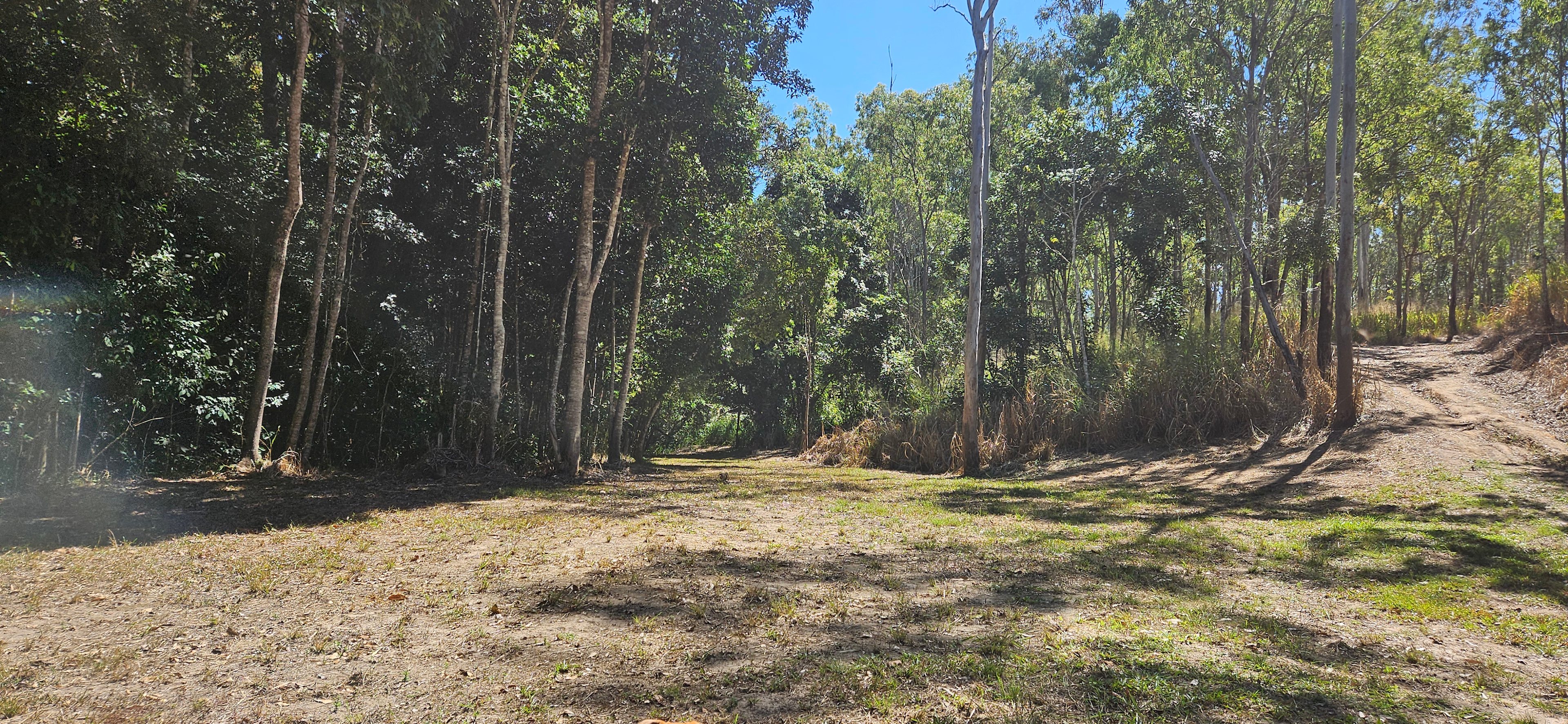 Spirit of the Bush Koah