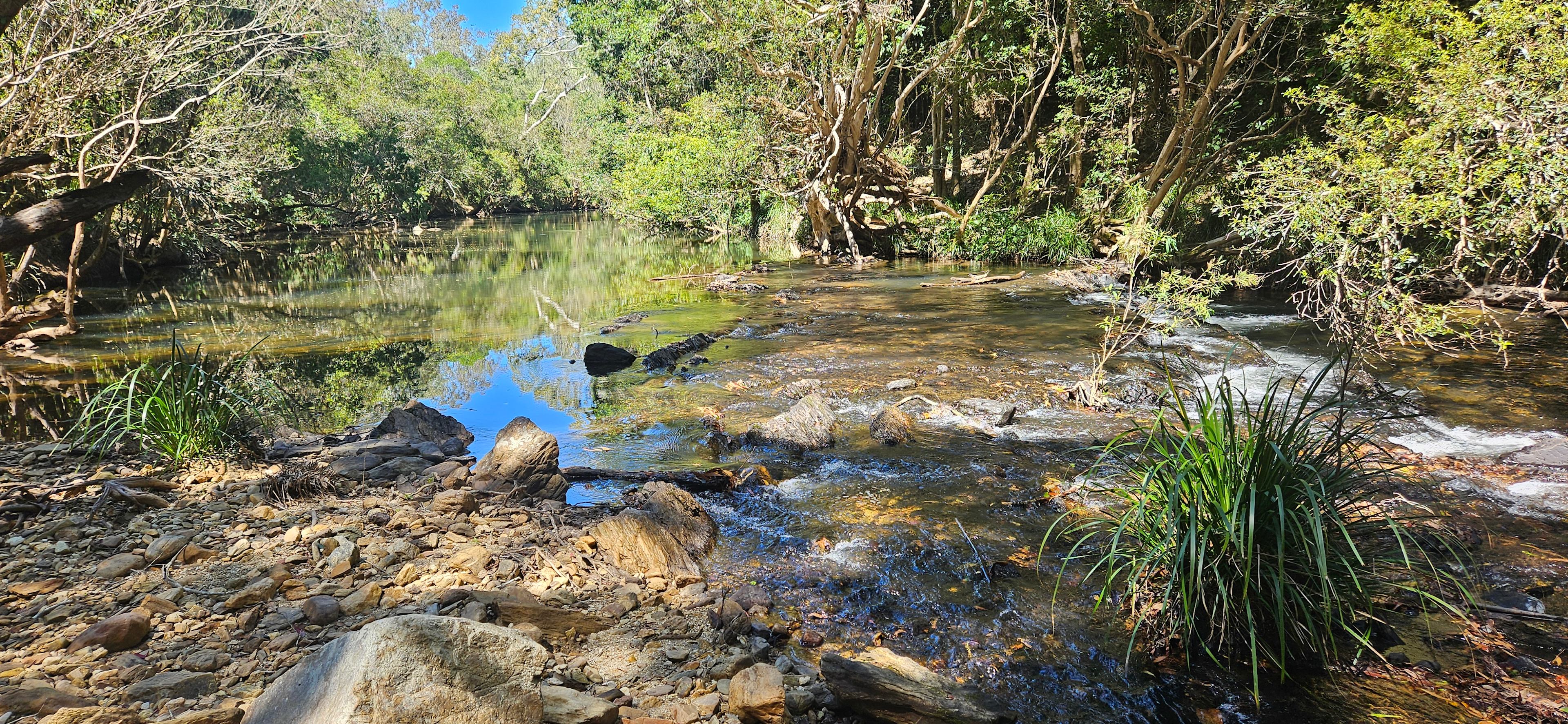 Spirit of the Bush Koah