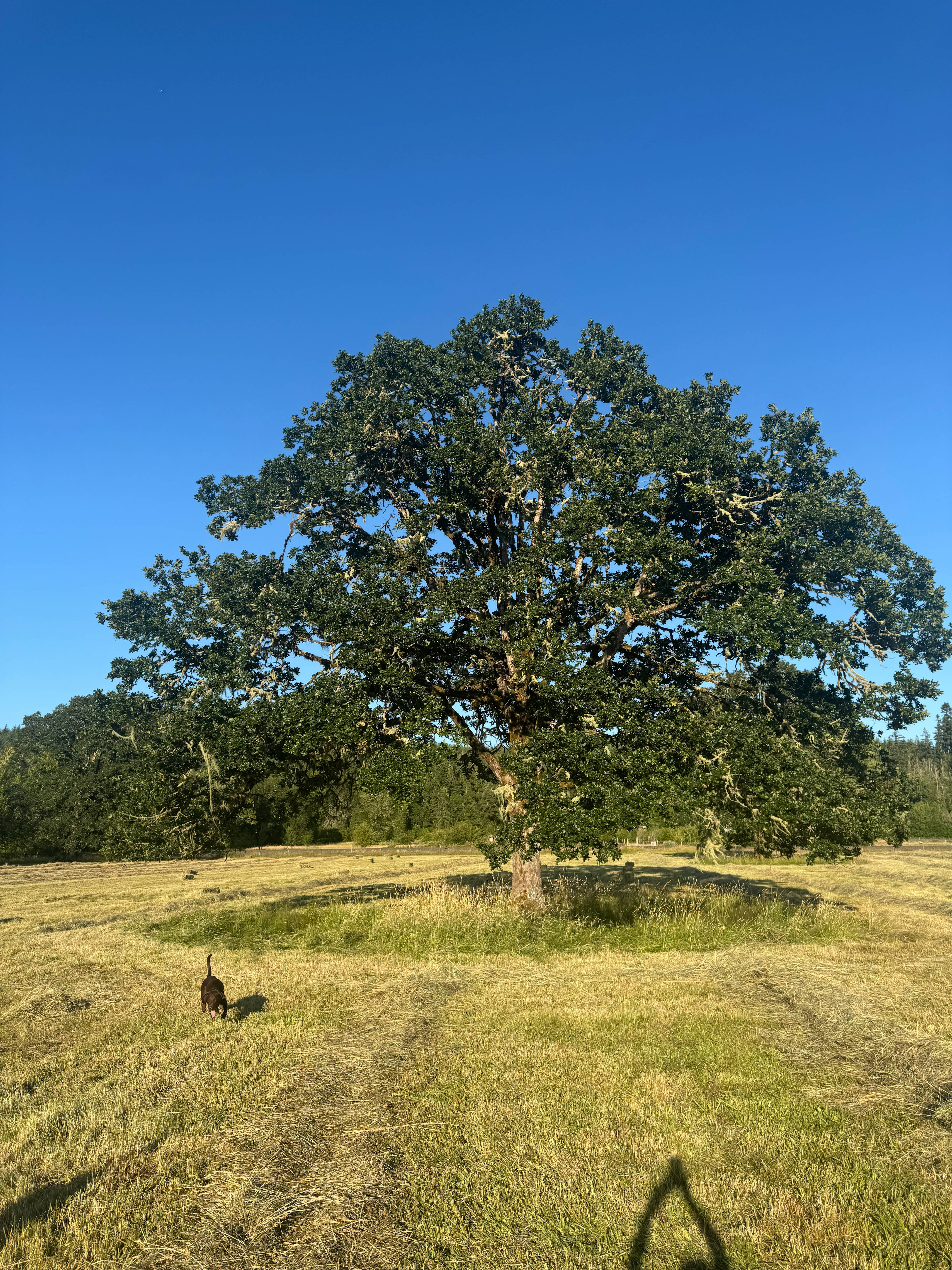 Under the Oak Tree