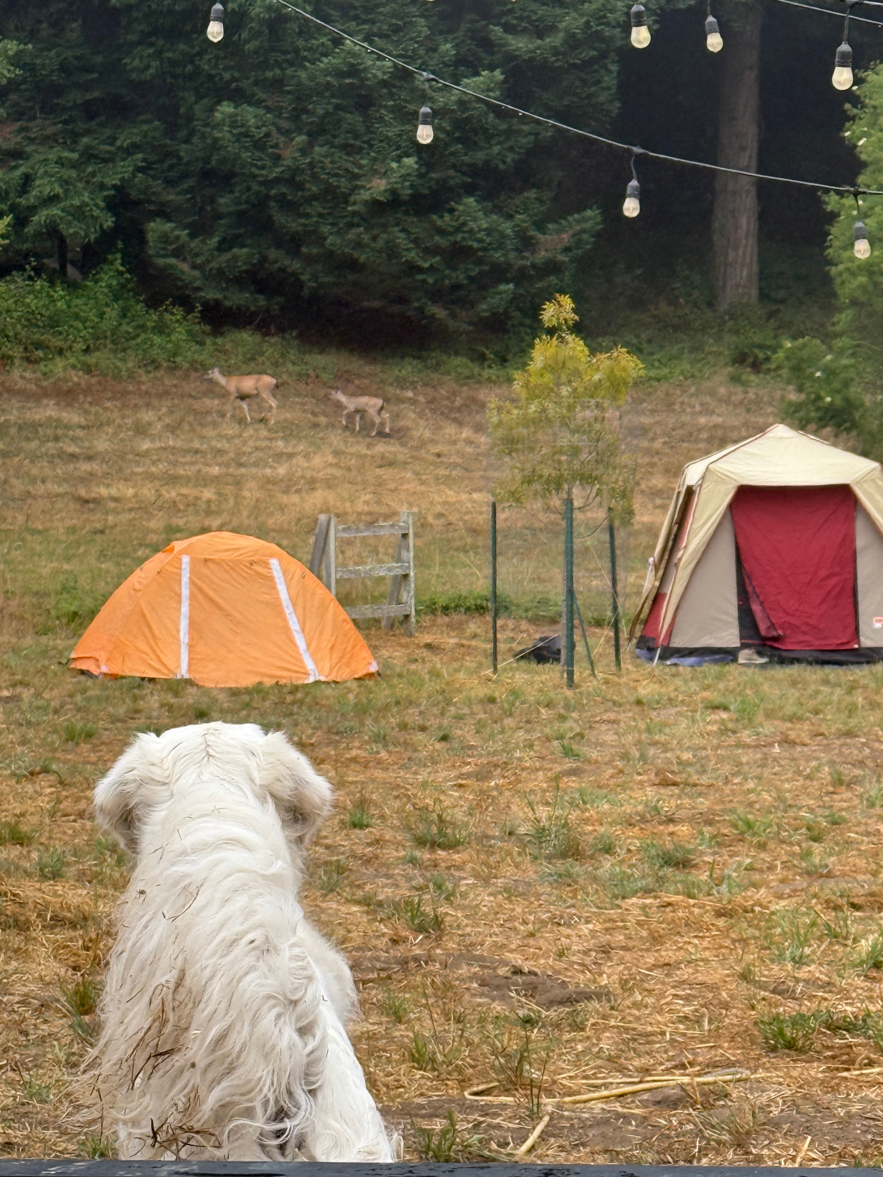 Deer on property