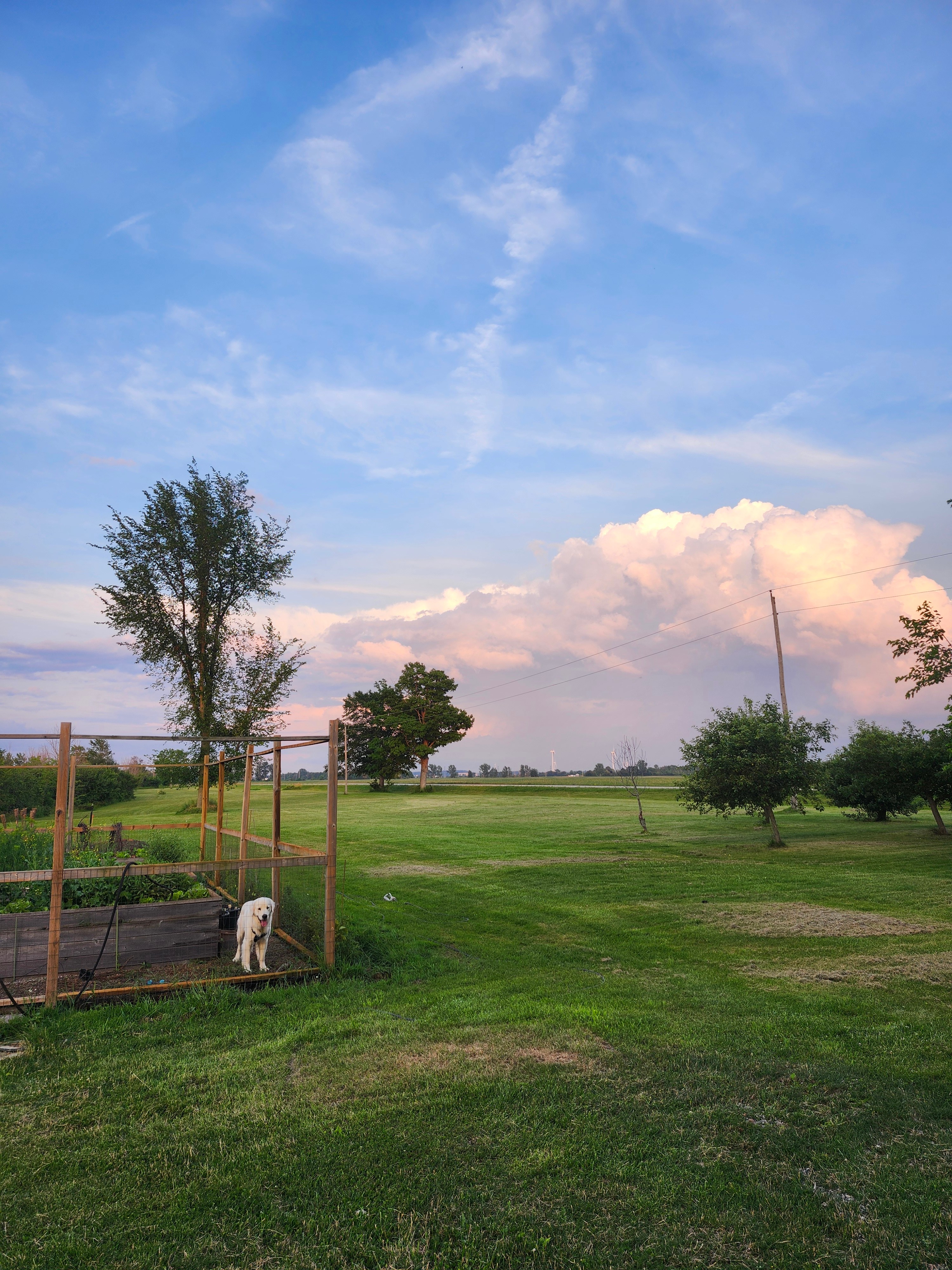 Bogie's Farm