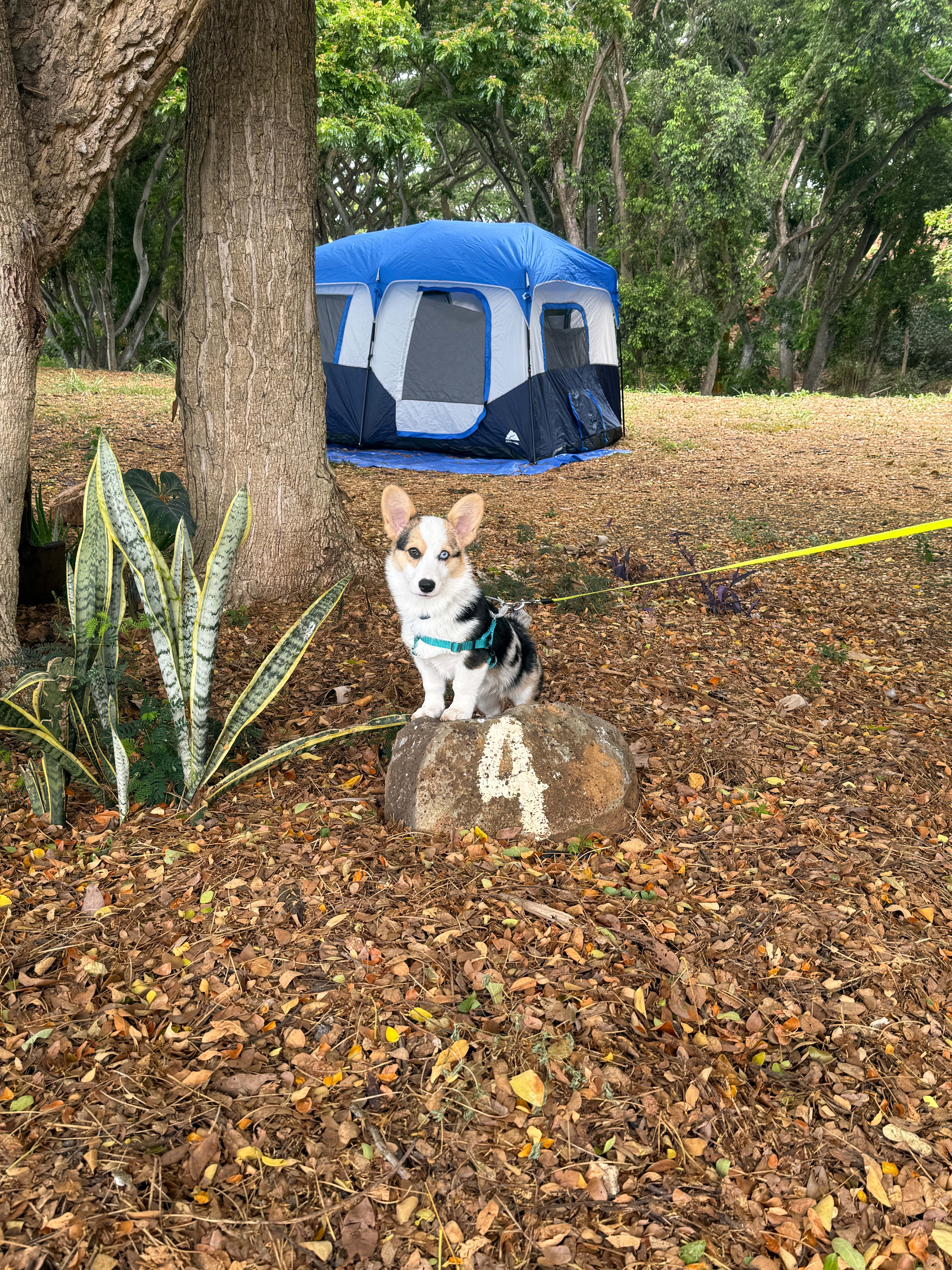 Puppy’s 1st camping trip