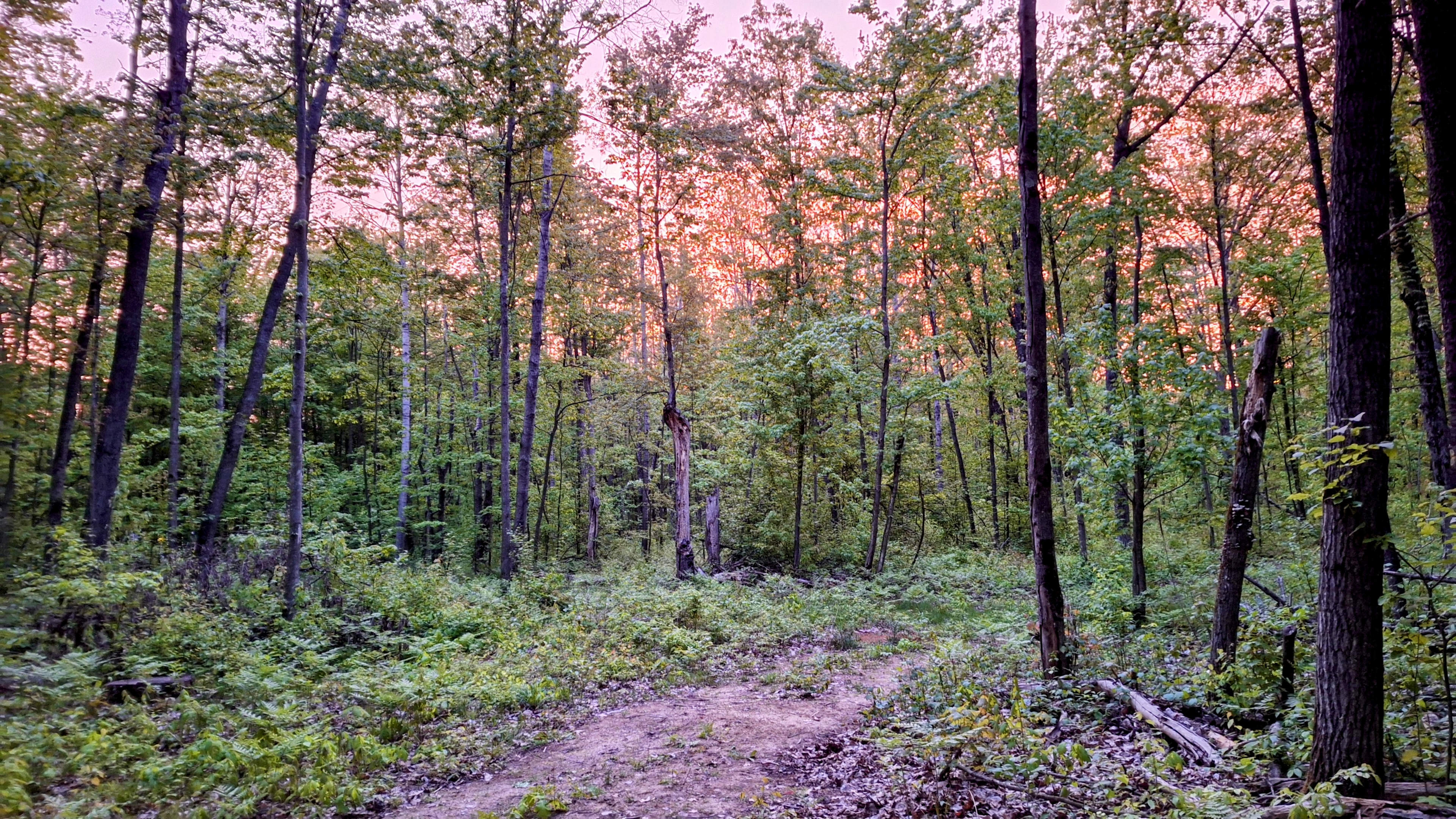 The Sunshine Forest
