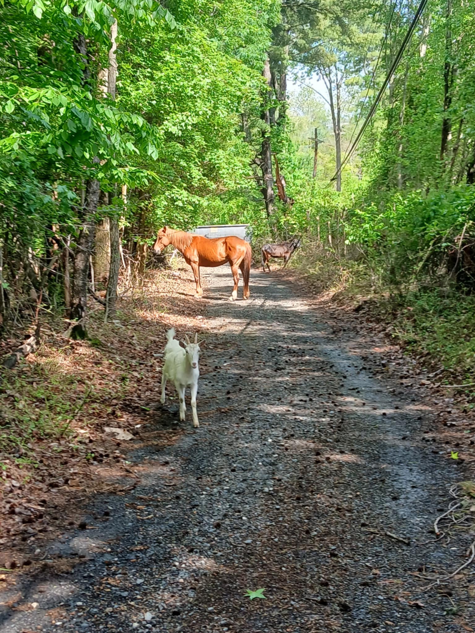 Little Lanes Farm