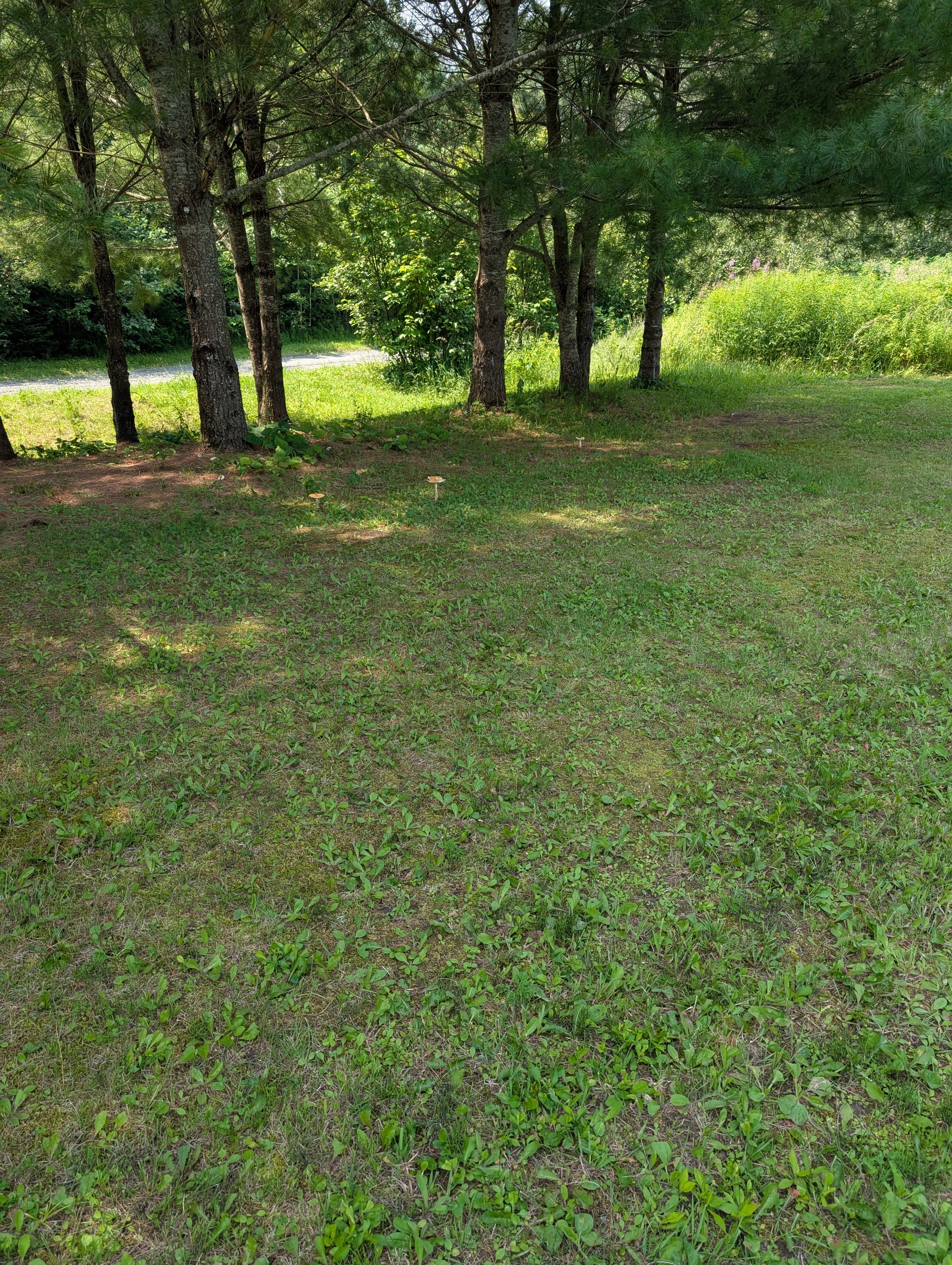 Suzie-Q's Homestead