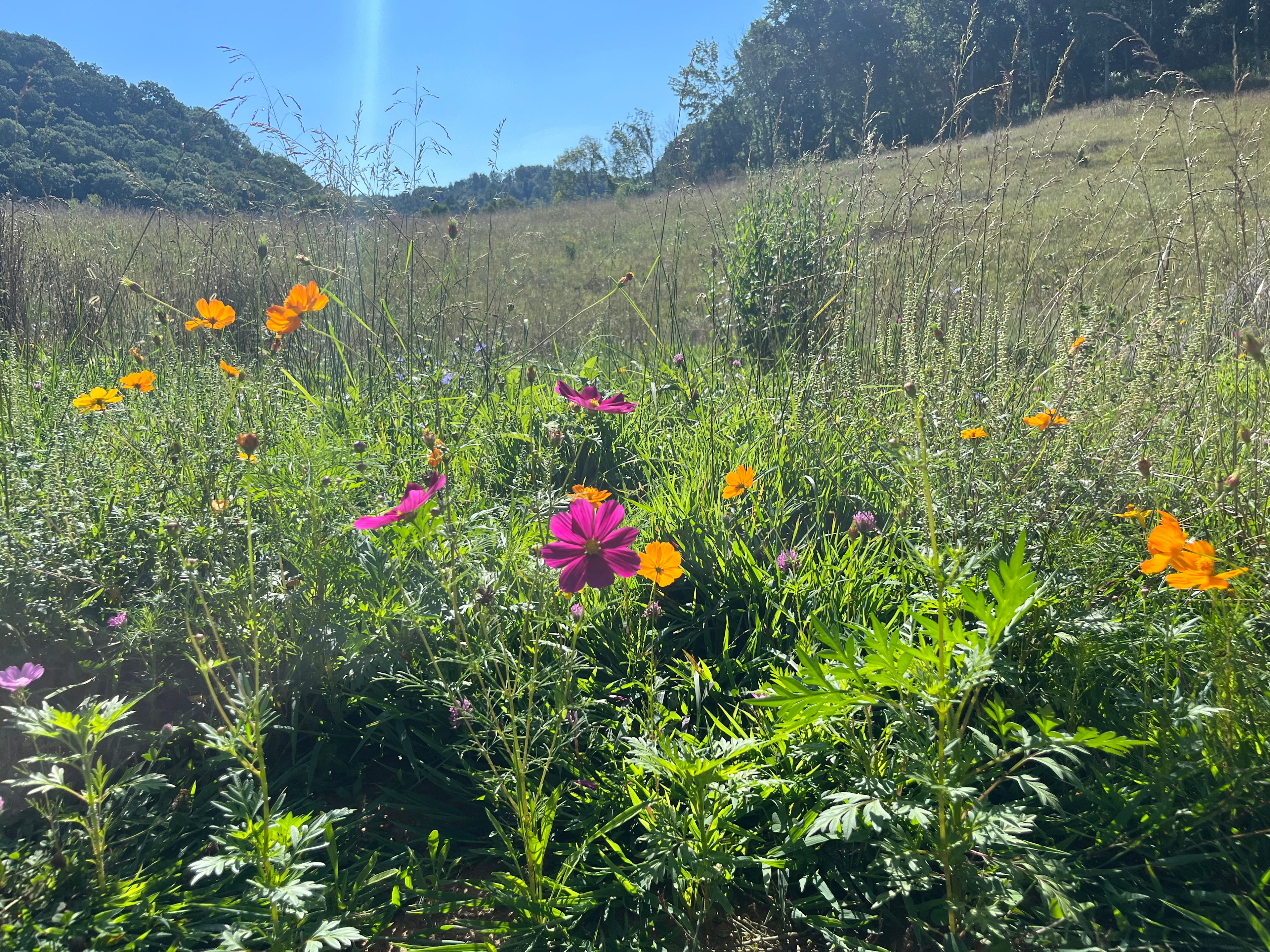 Meadow Haven Farm And Camping
