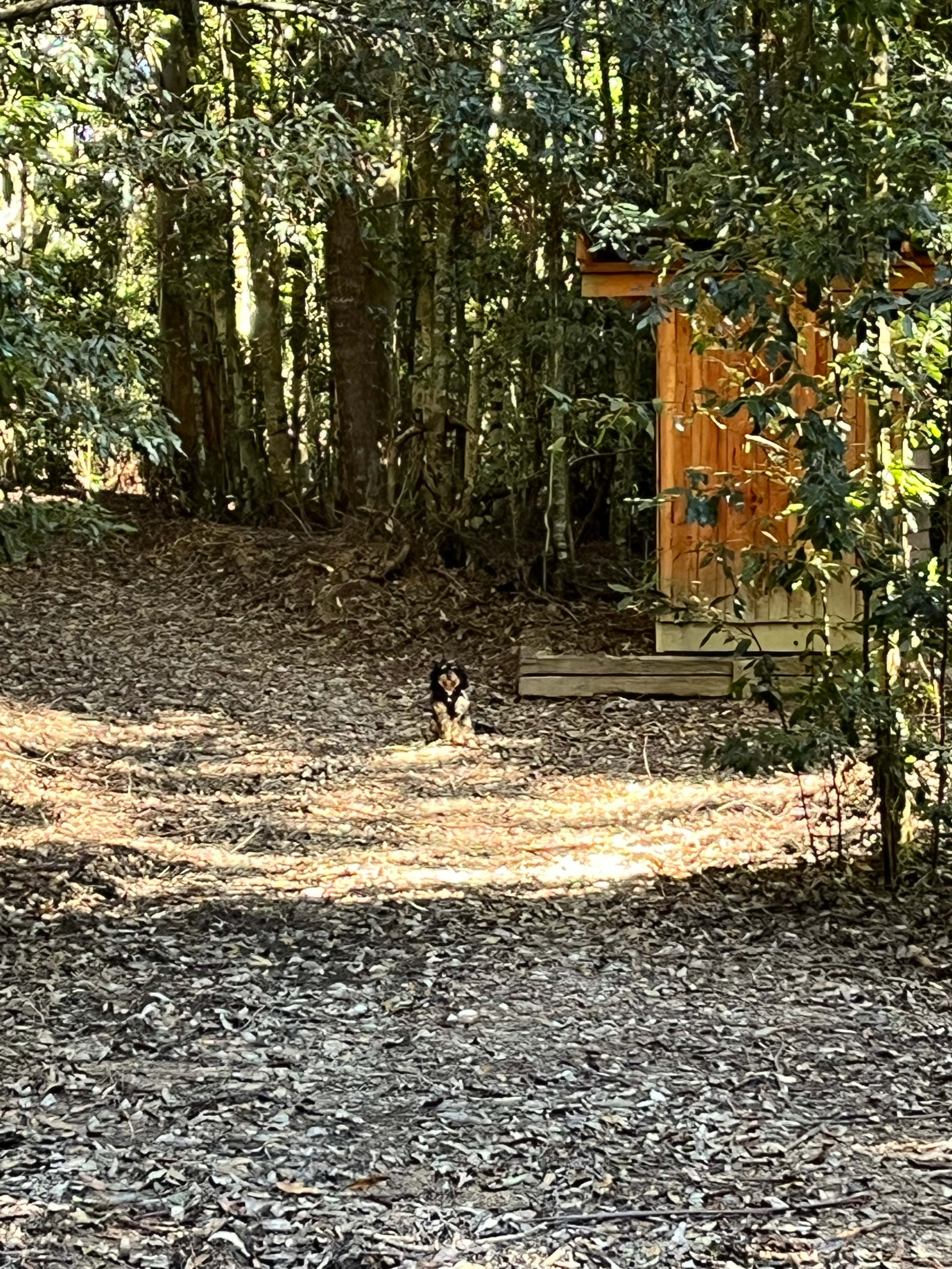 Frog Hollow Rainforest Camping