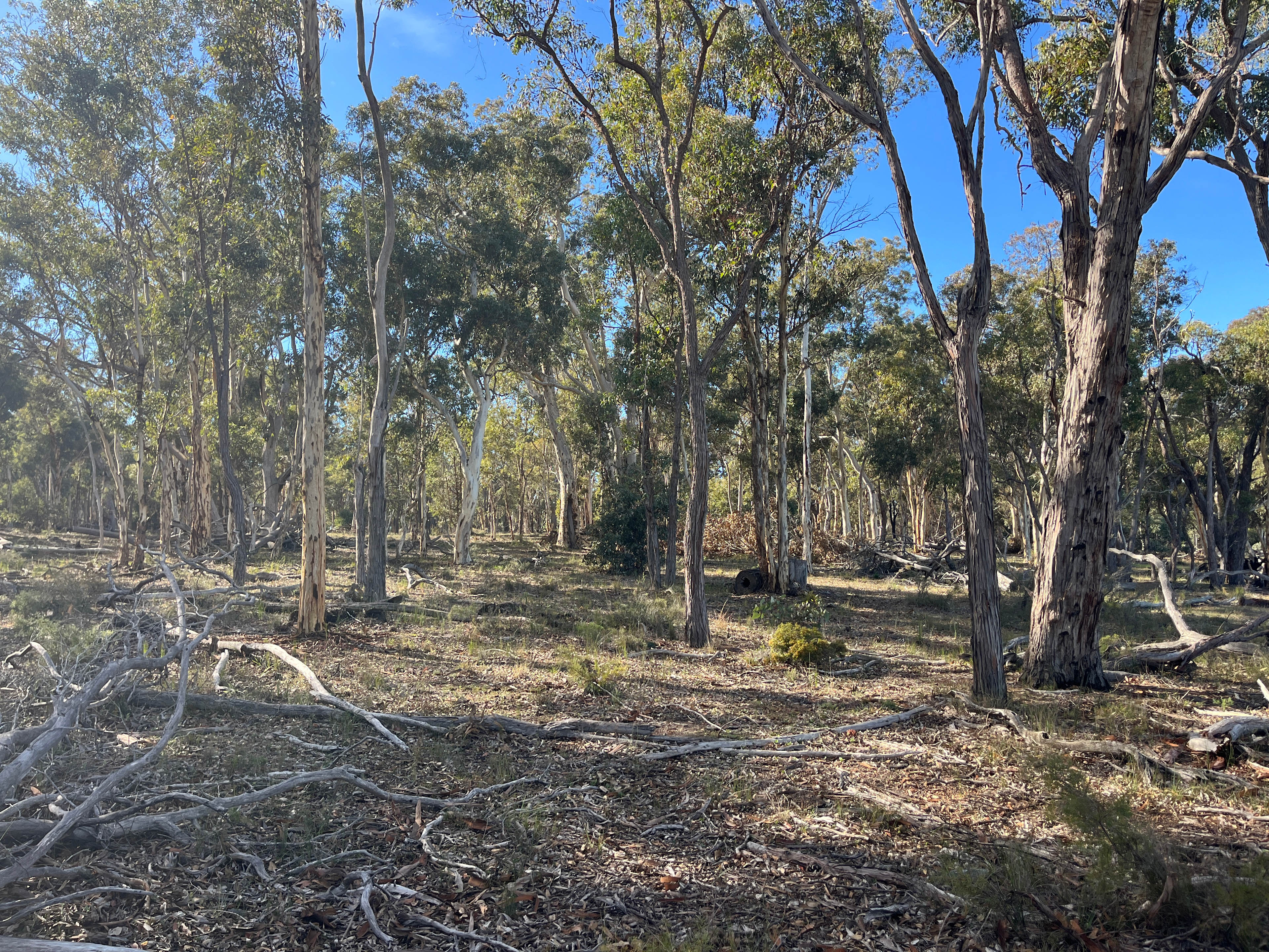 Wandoo Springs Bush Camp