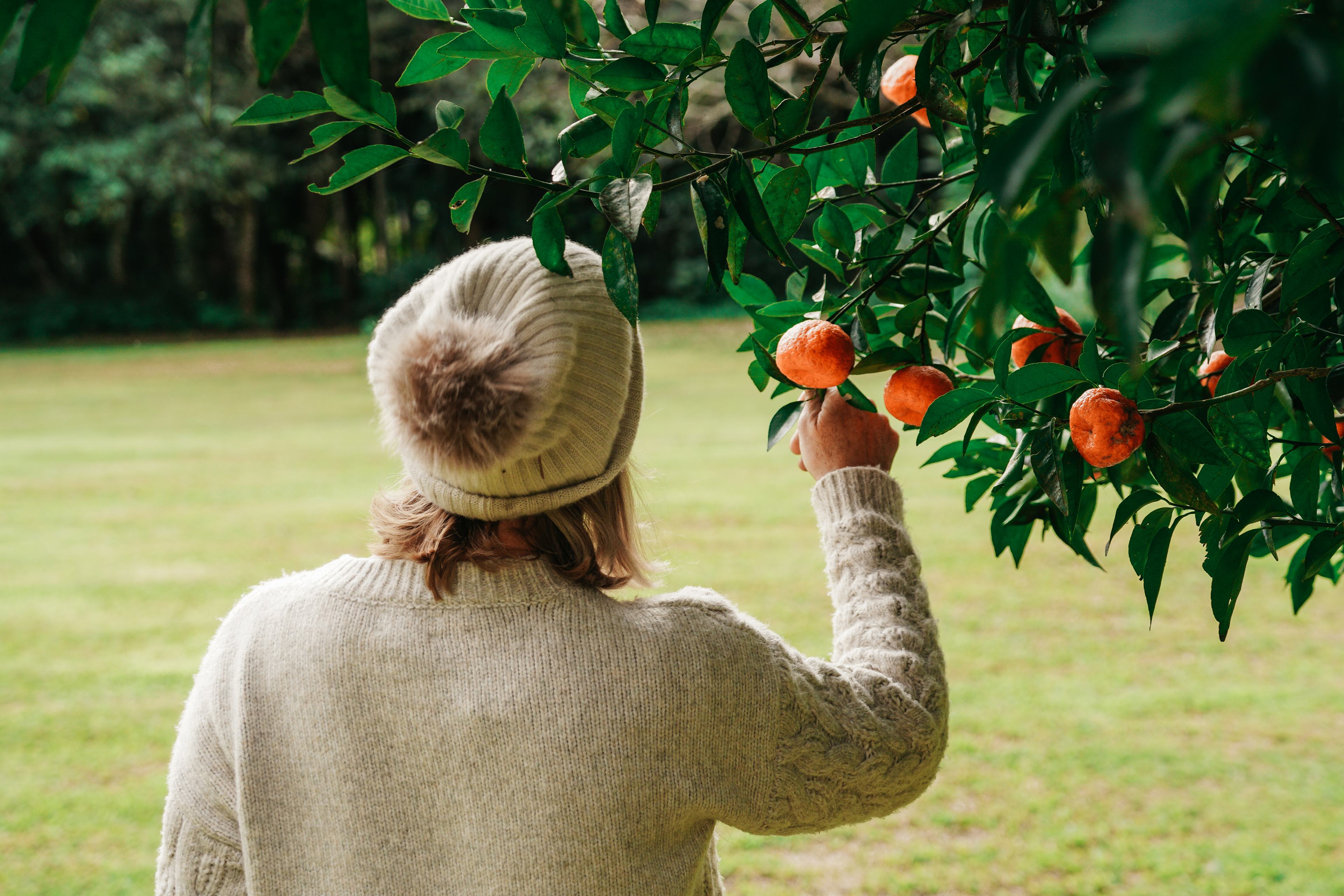 citrus a plenty
