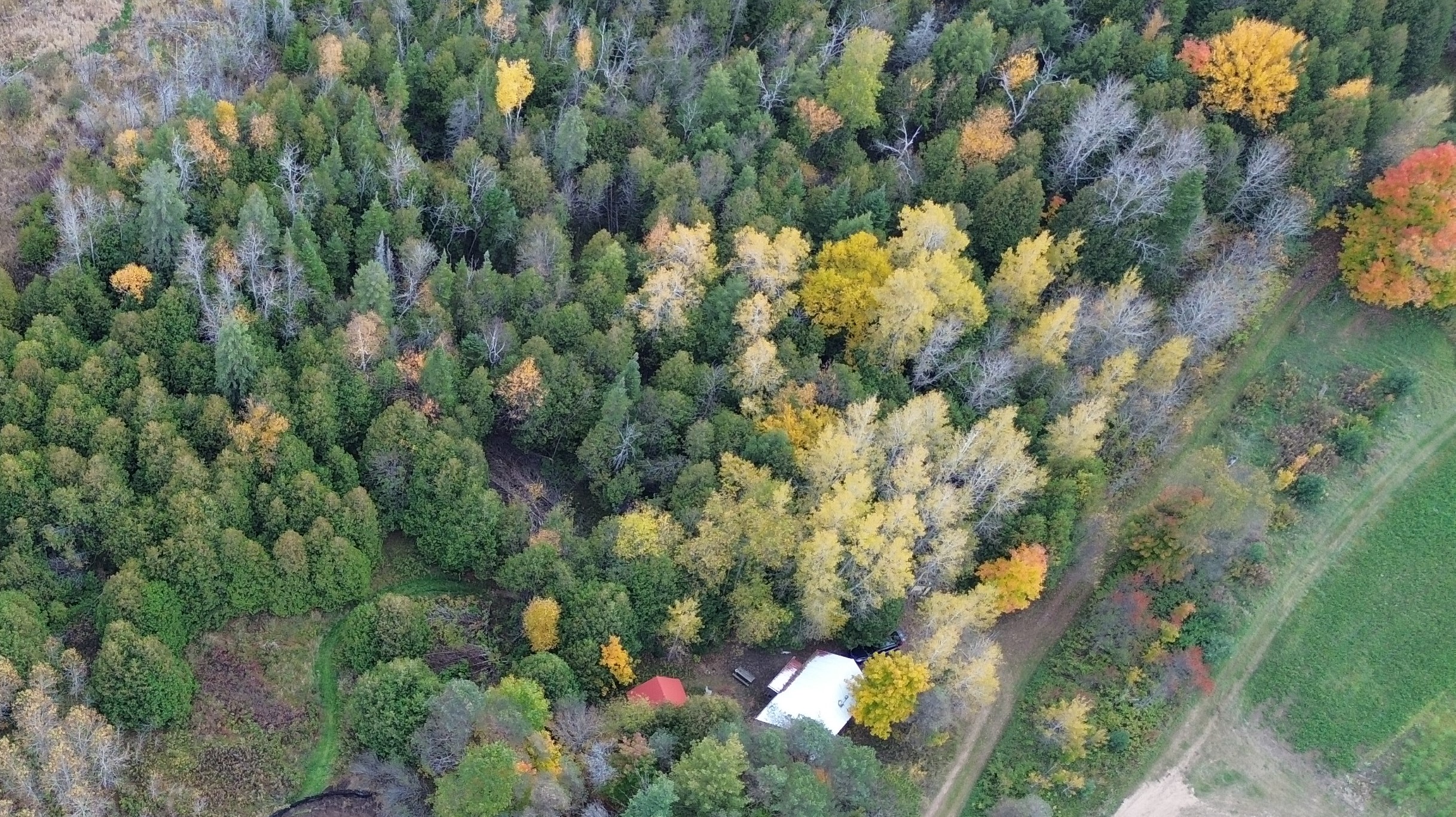 Cozy & Quiet Forest Cabin