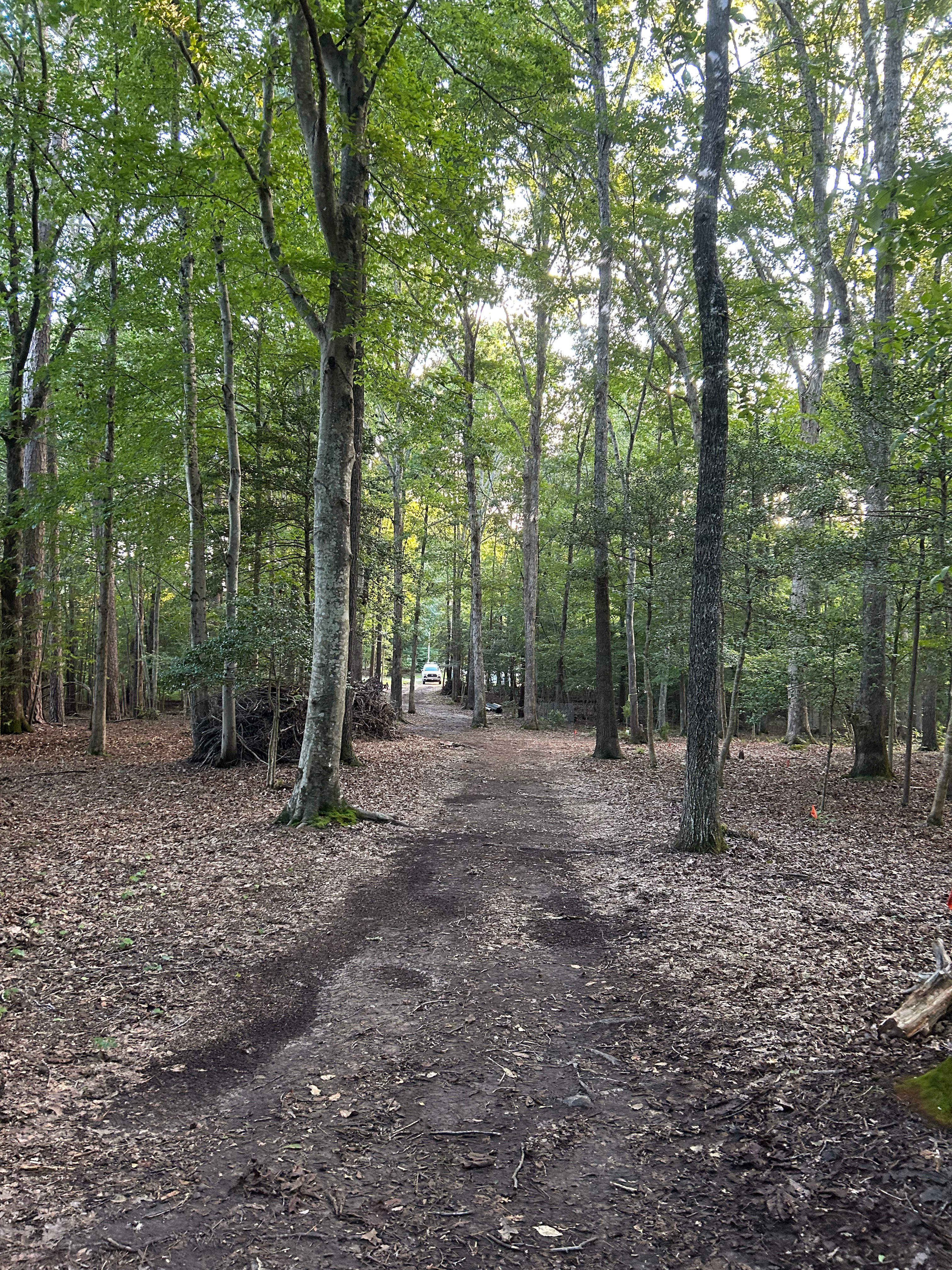 Cypress Woods