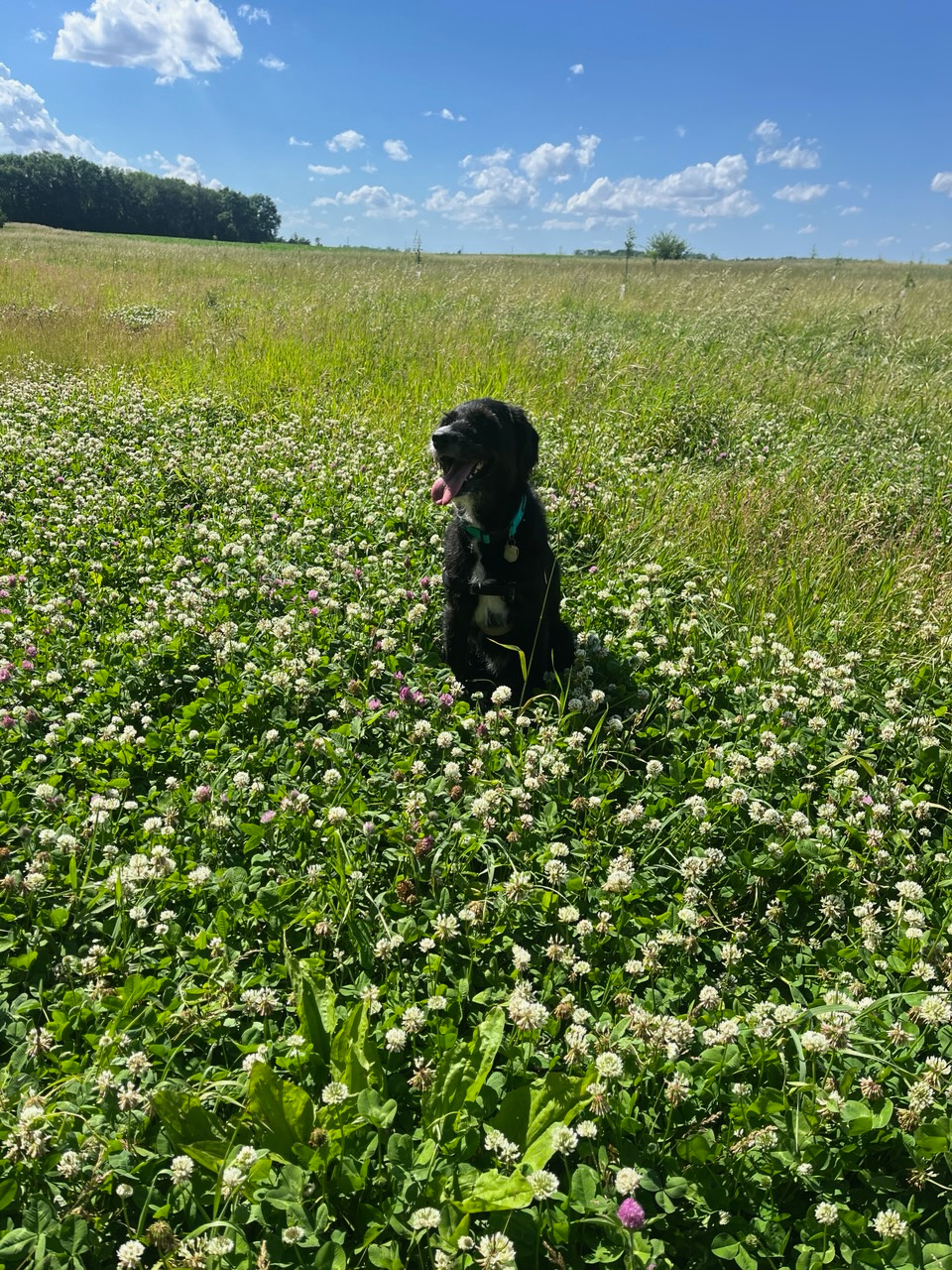 Our farm dog Ronan happily greets people.